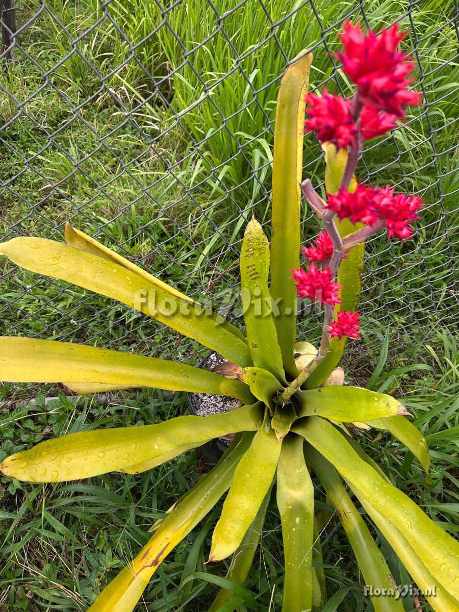 Hohenbergia stellata