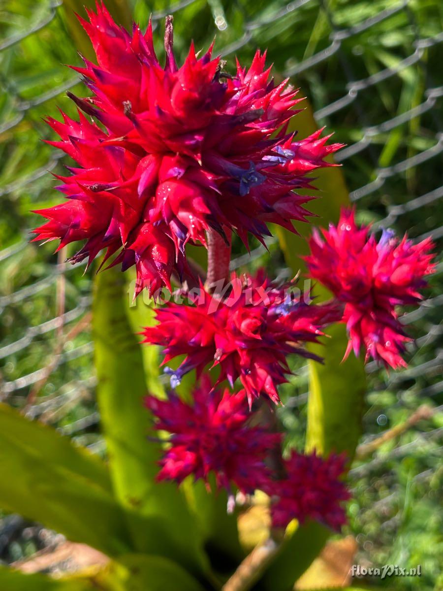 Hohenbergia stellata