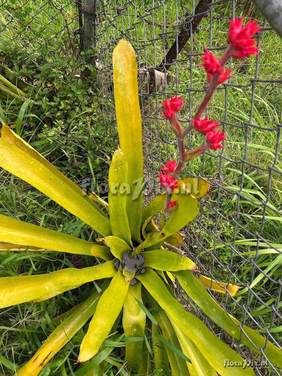 Hohenbergia stellata