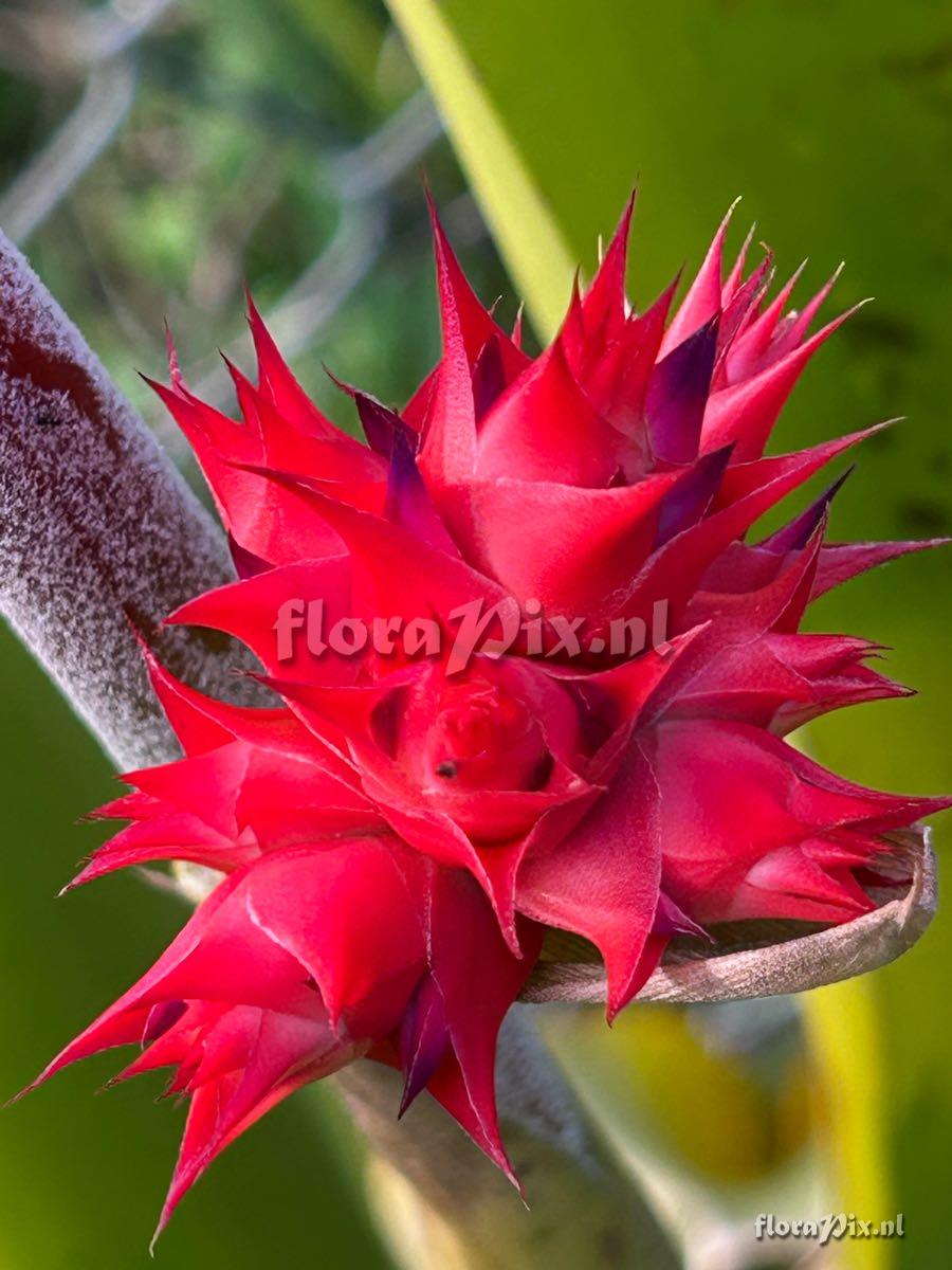 Hohenbergia stellata