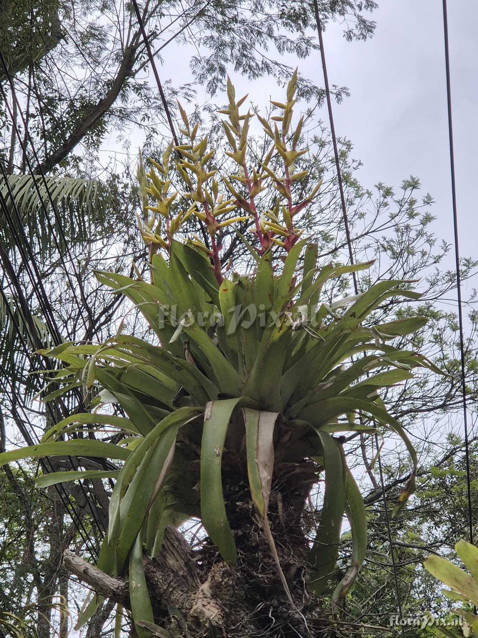 Vriesea friburgensis