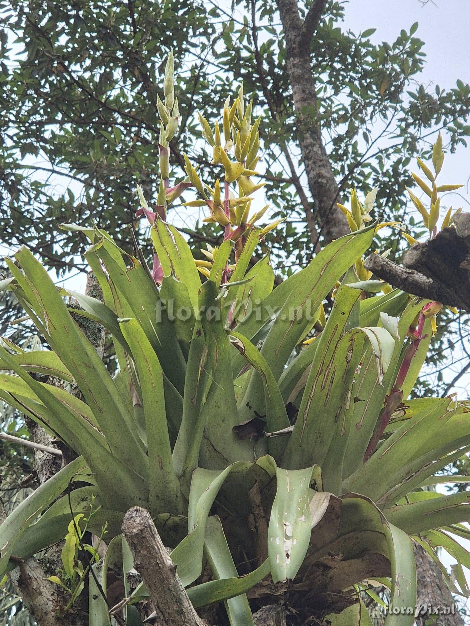 Vriesea friburgensis