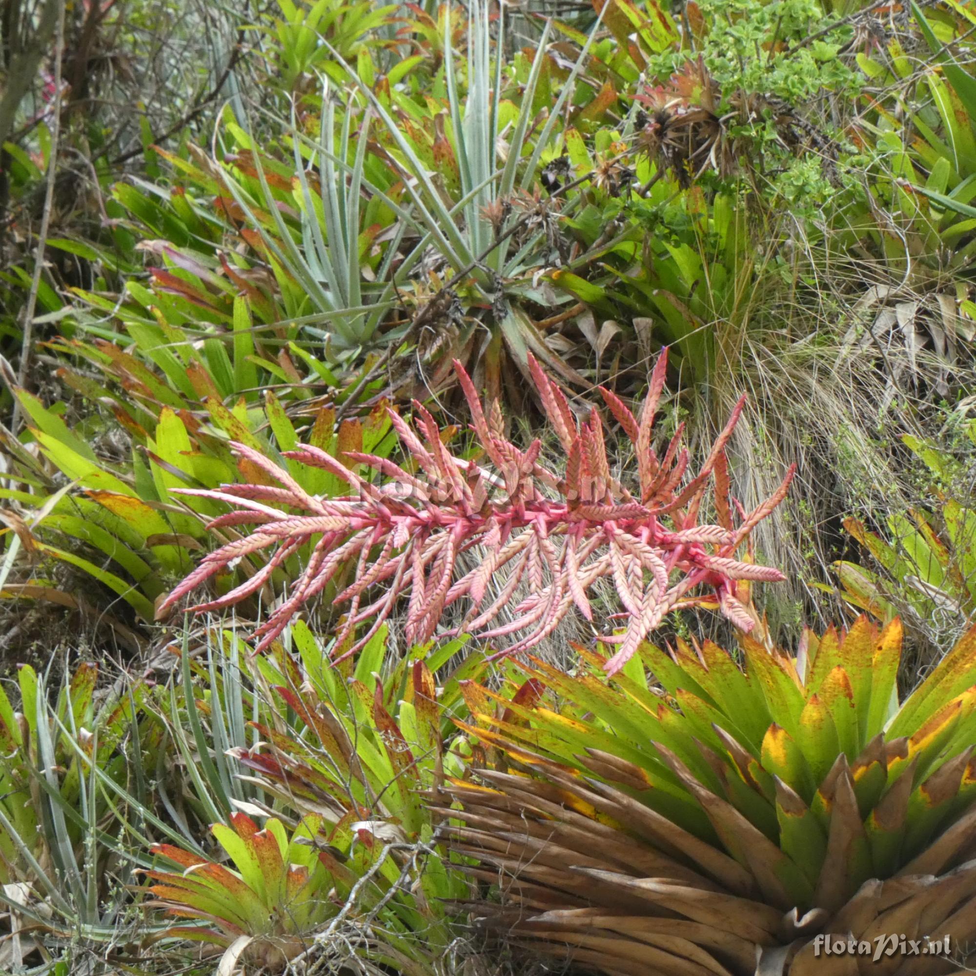 Tillandsia macrodactylon