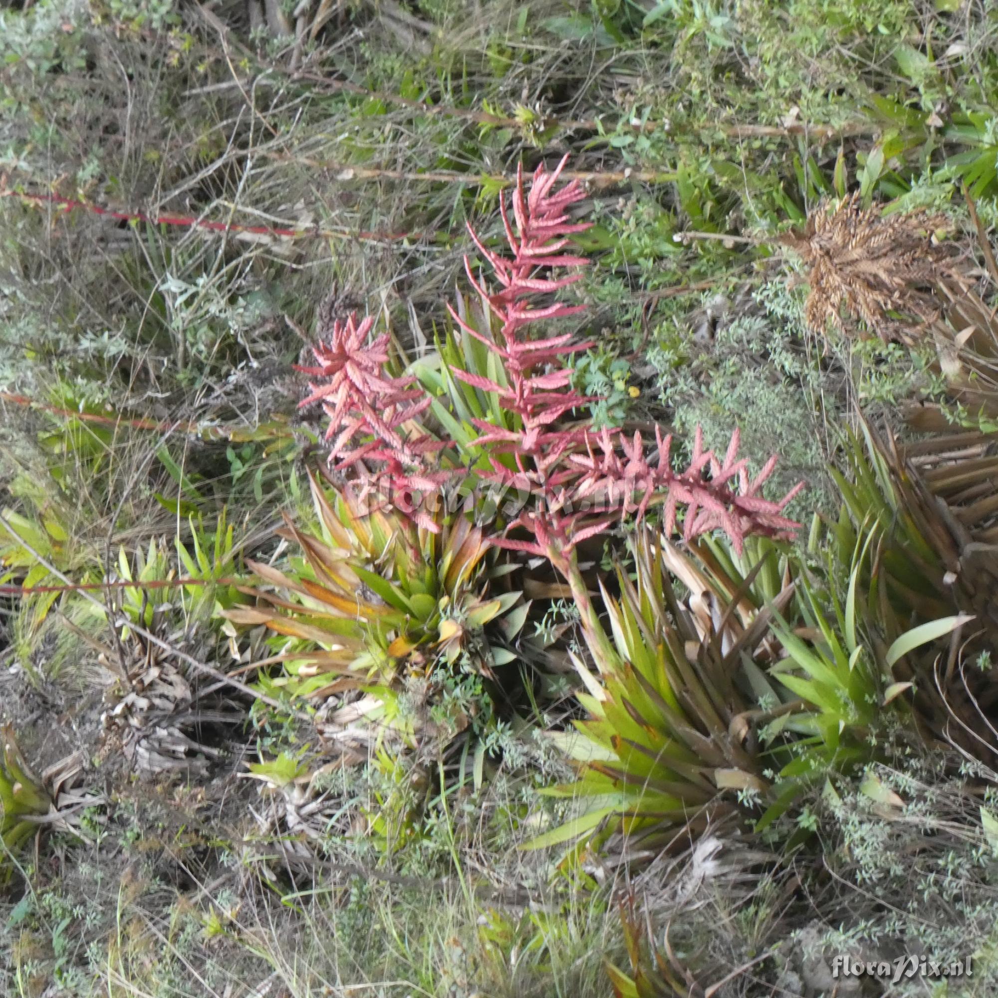 Tillandsia macrodactylon