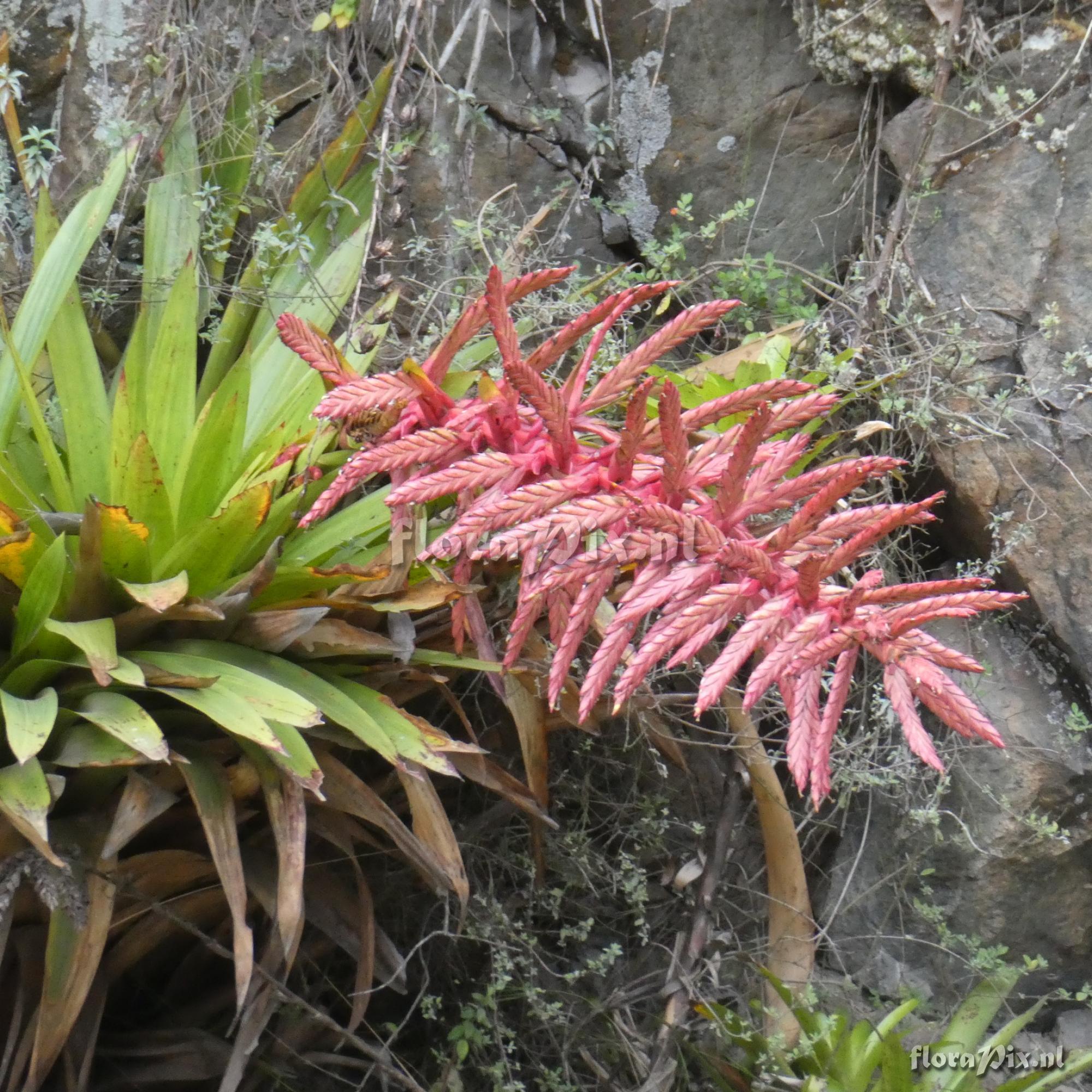 Tillandsia macrodactylon