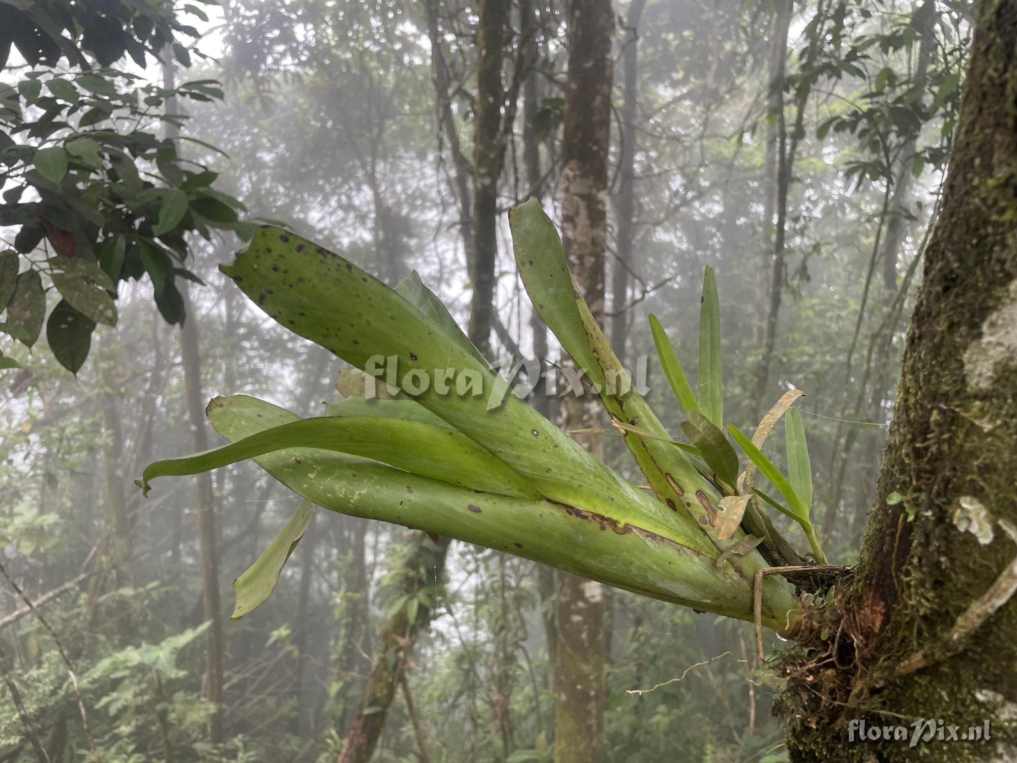 Tillandsia brevilingua