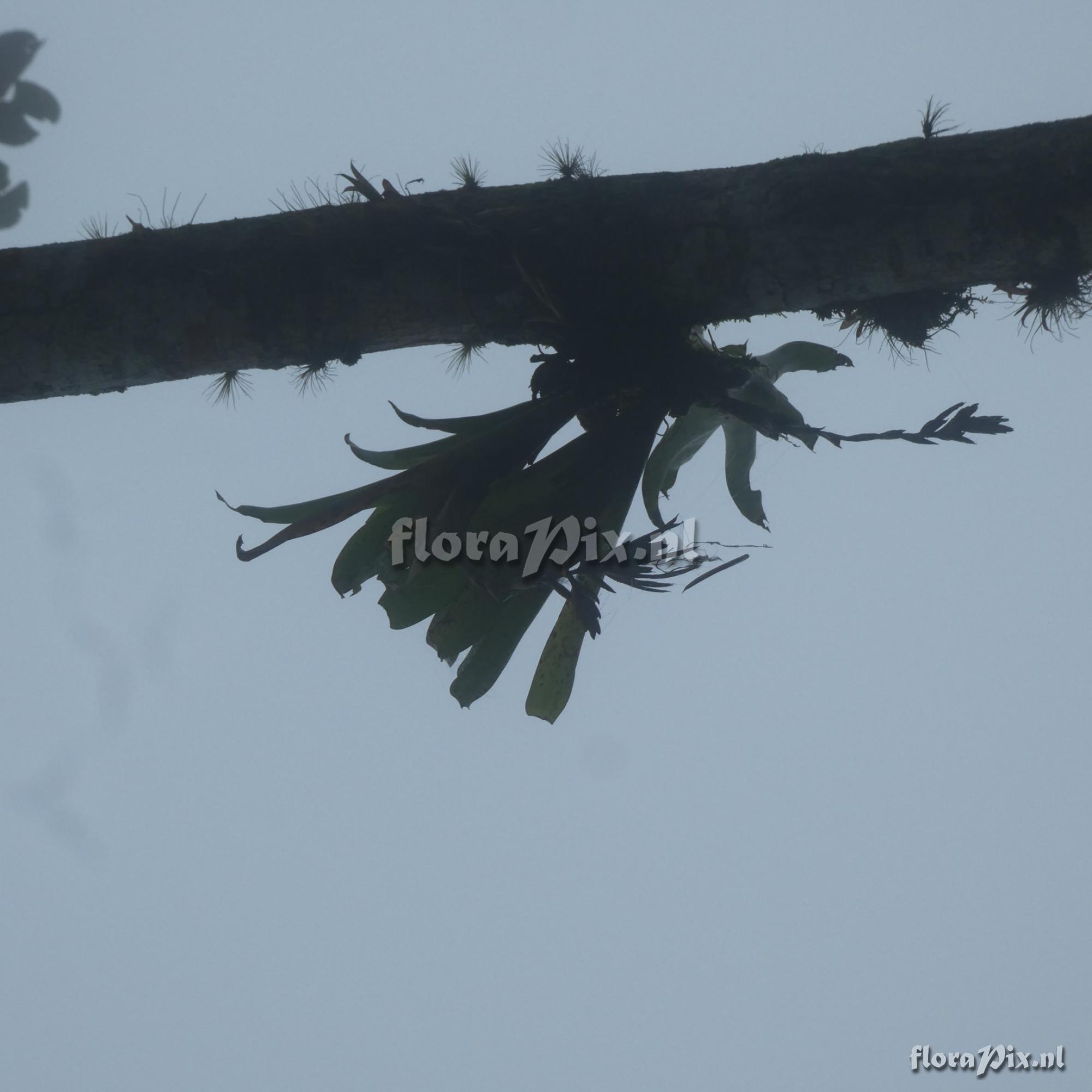 Tillandsia brevilingua