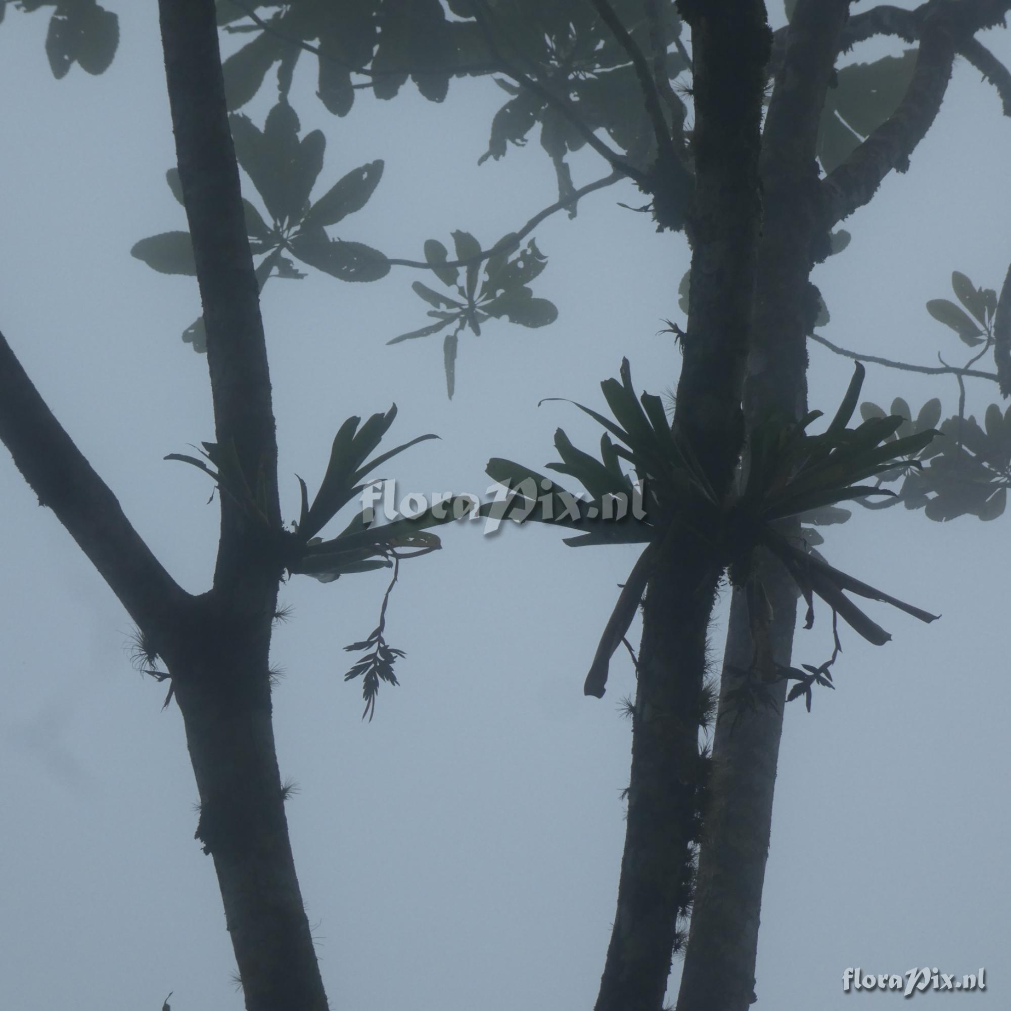 Tillandsia brevilingua