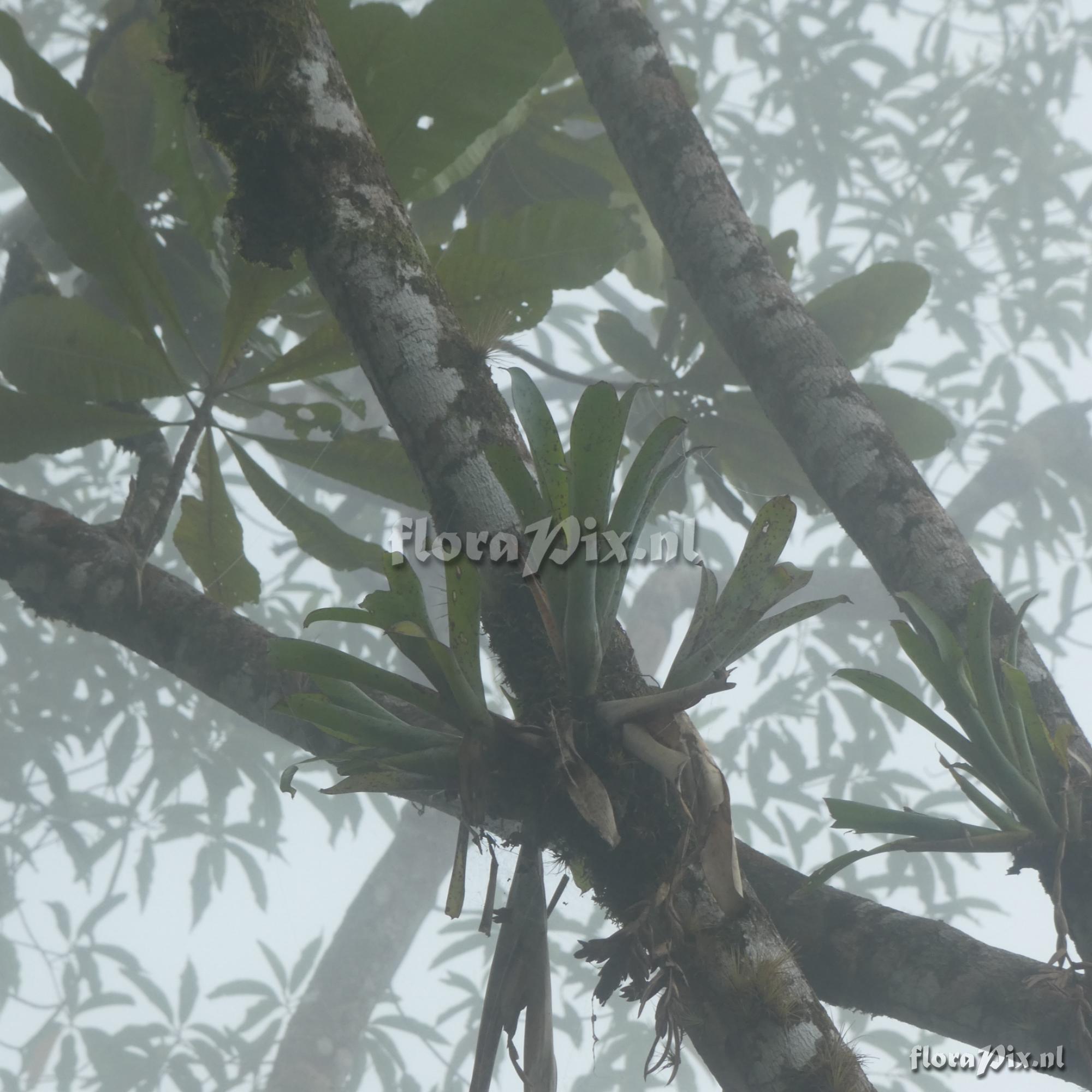 Tillandsia brevilingua