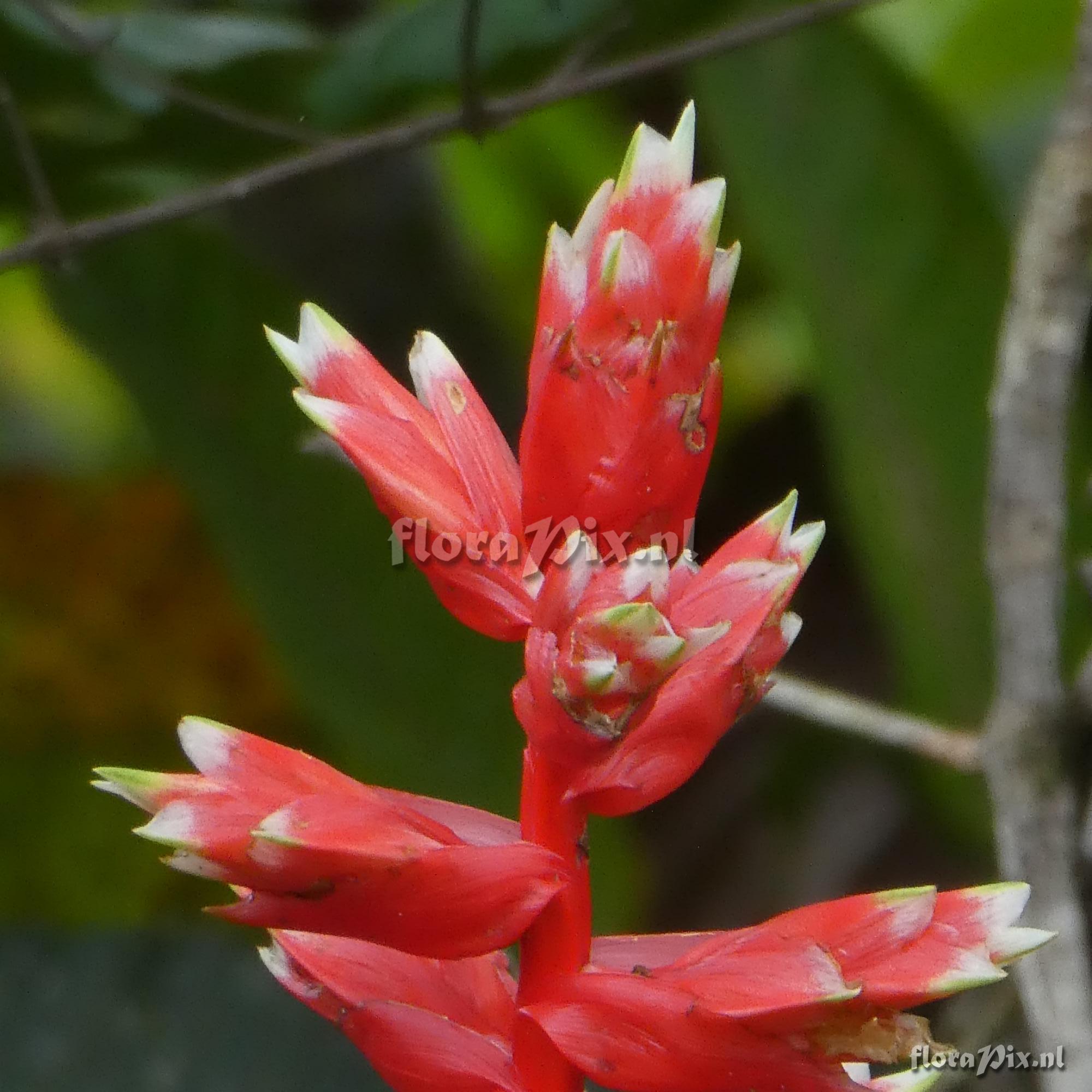 Mezobromelia pleiosticha