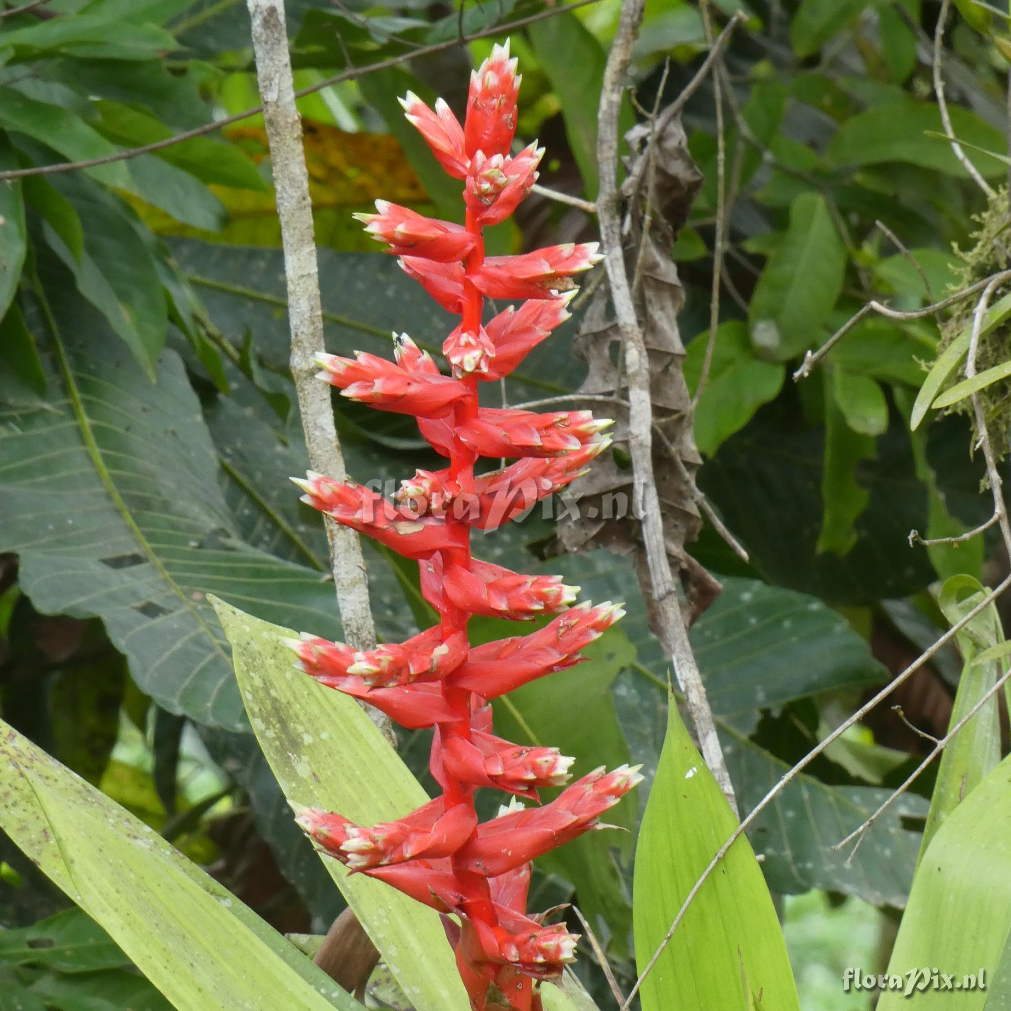 Mezobromelia pleiosticha
