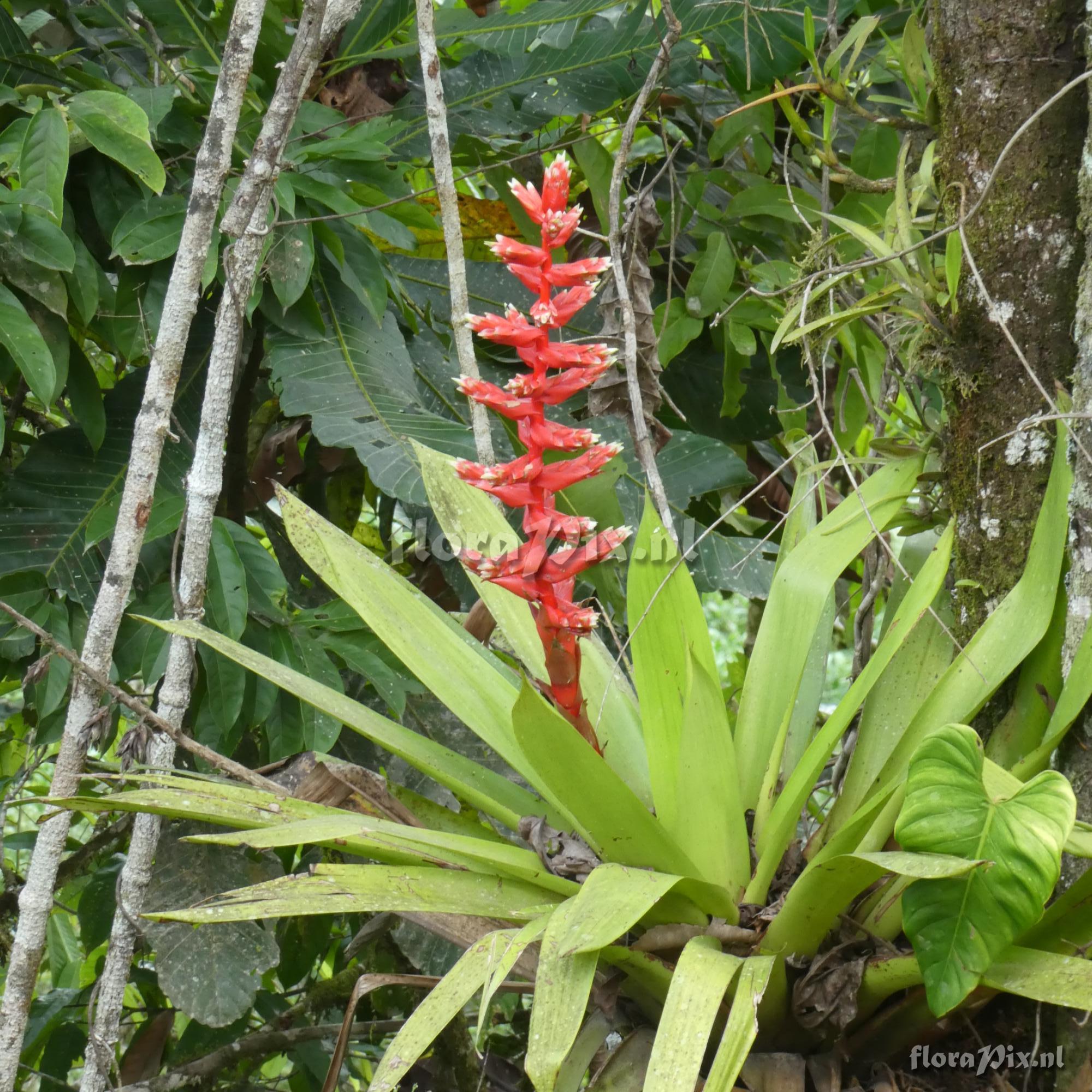 Mezobromelia pleiosticha