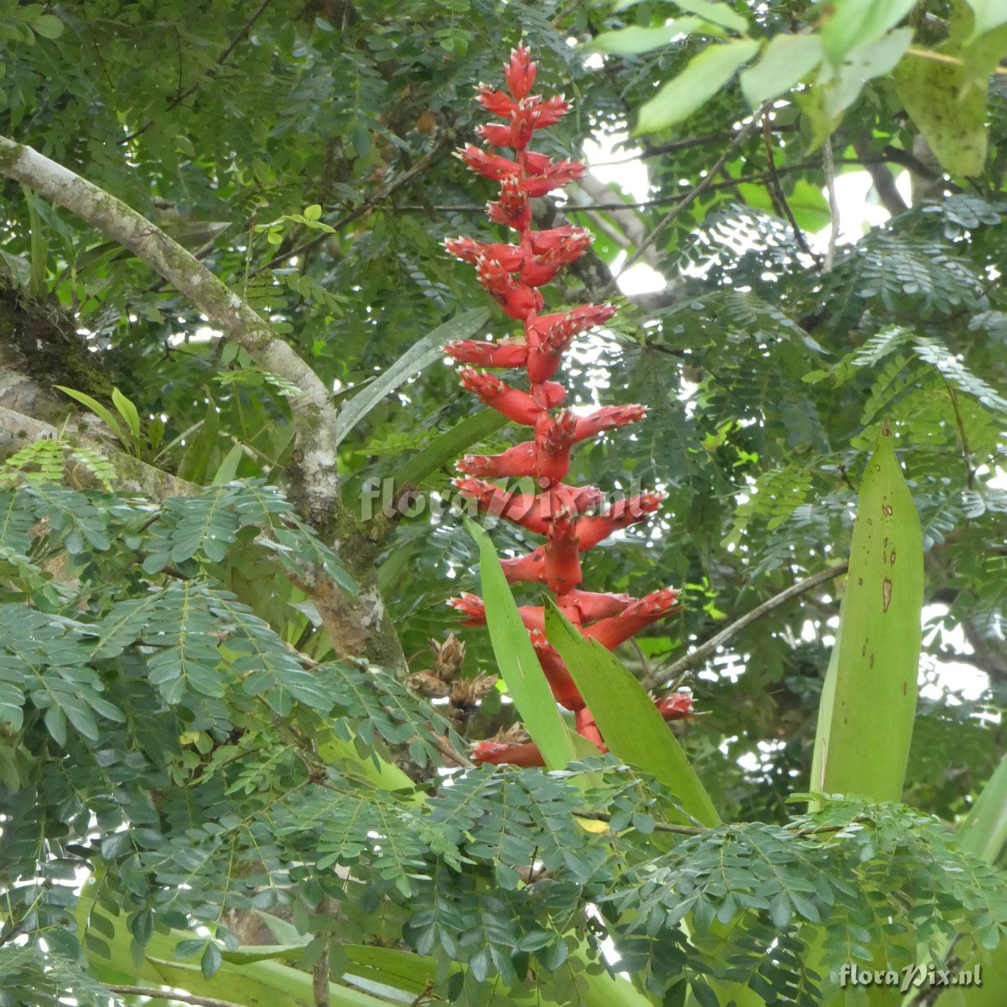 Mezobromelia pleiosticha