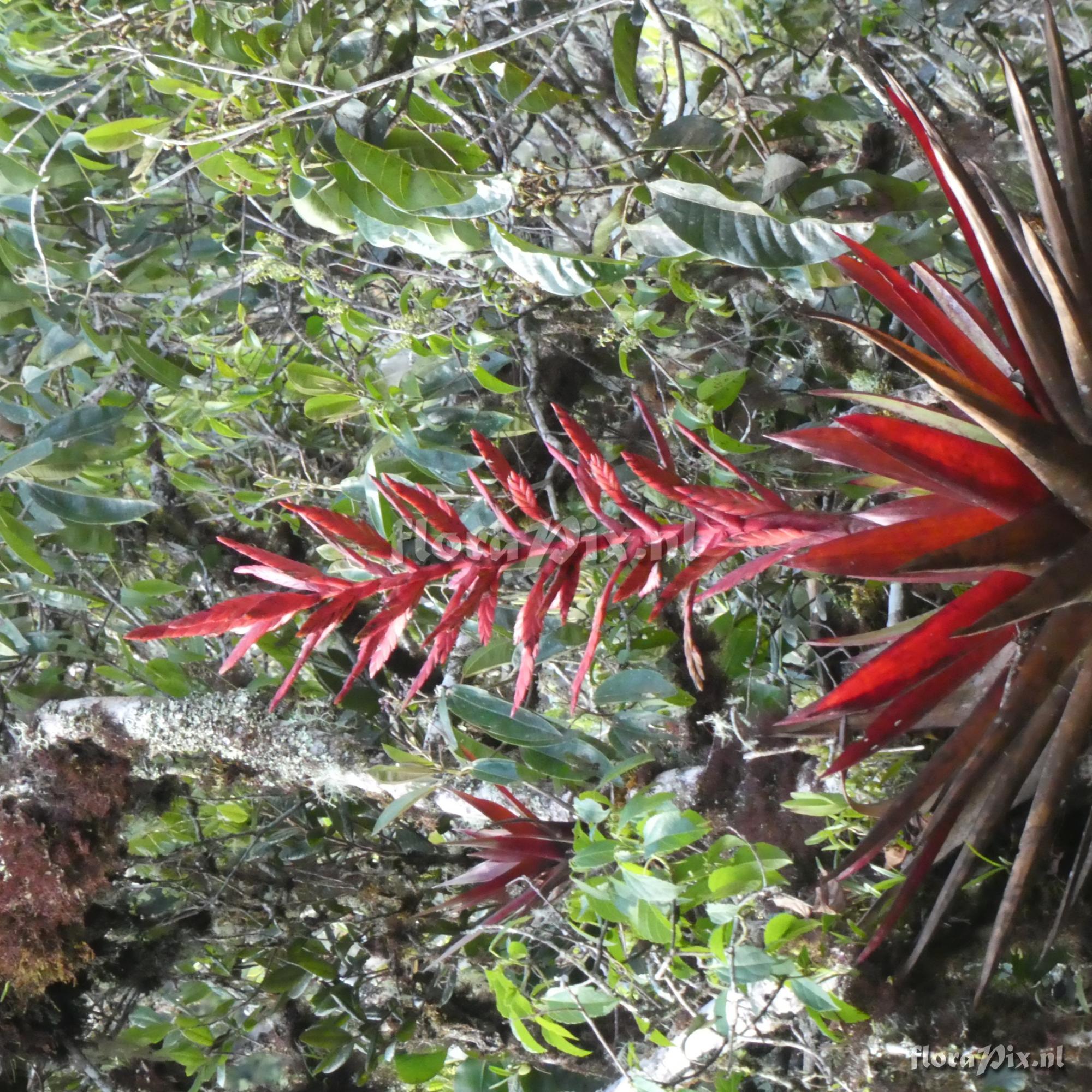 Tillandsia sp. ?