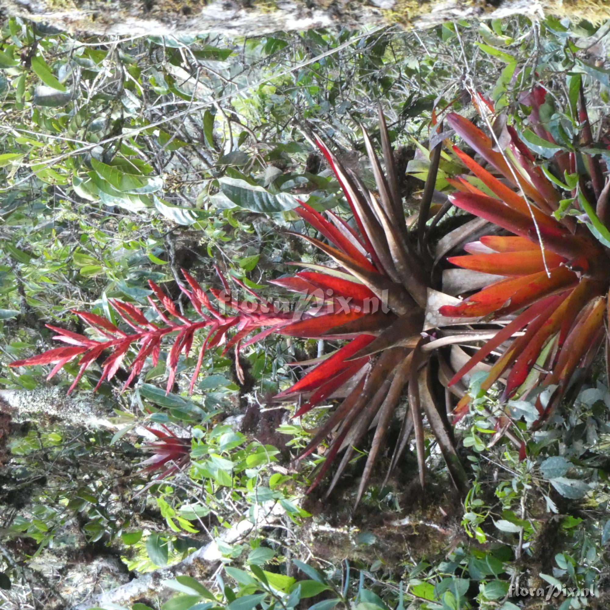 Tillandsia sp. ?