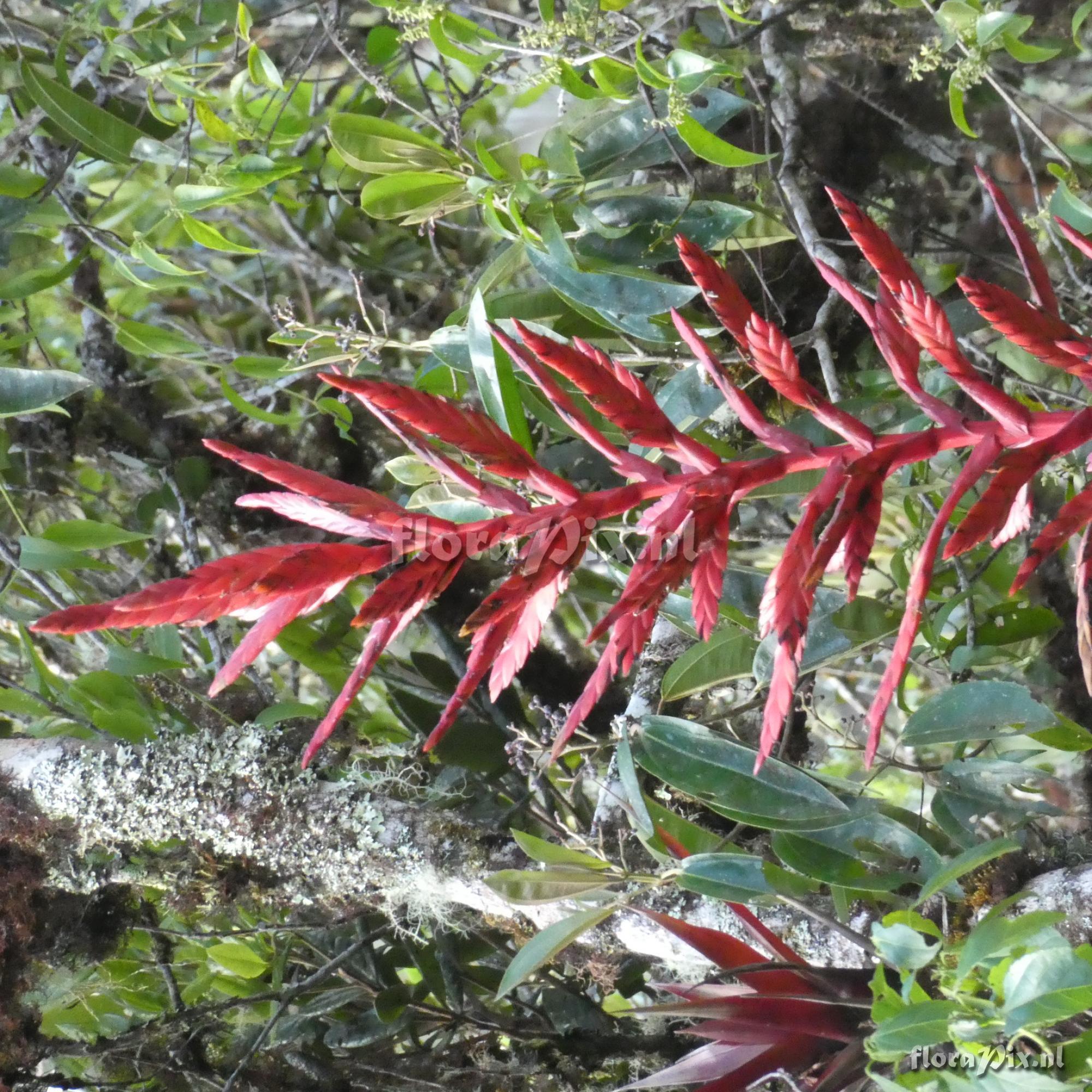 Tillandsia sp. ?