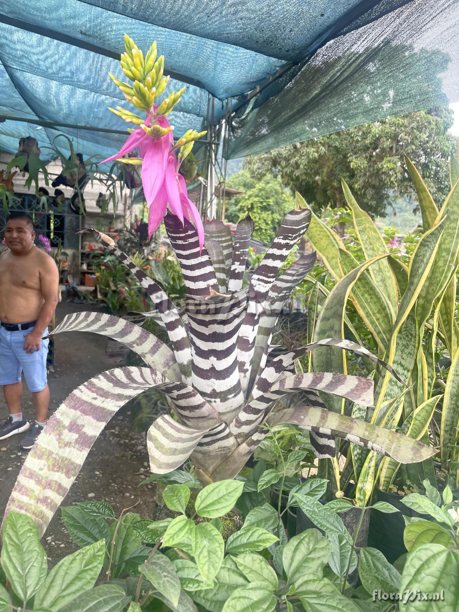 Aechmea chantinii var. fuchsii