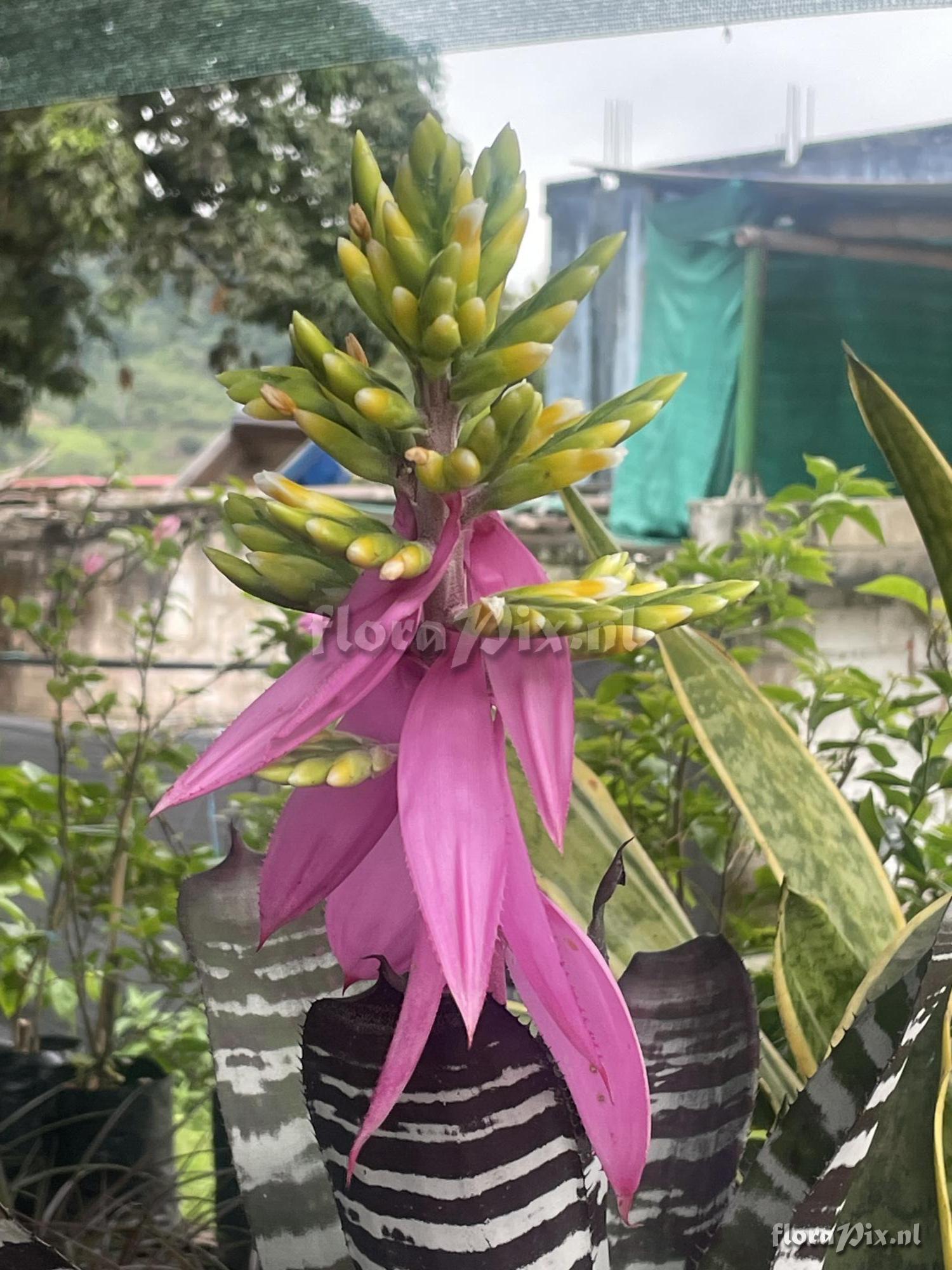 Aechmea chantinii var. fuchsii