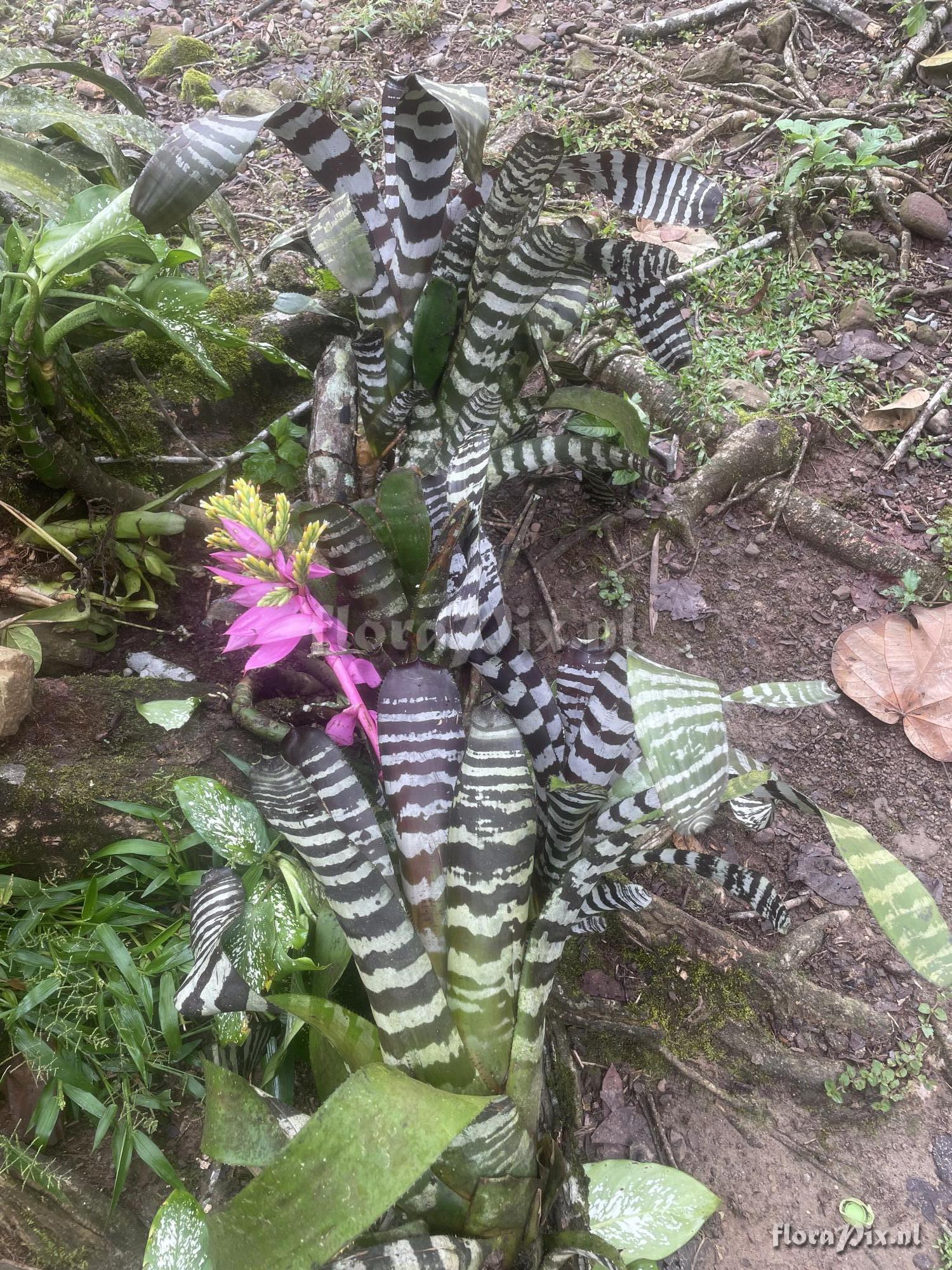 Aechmea chantinii var. fuchsii