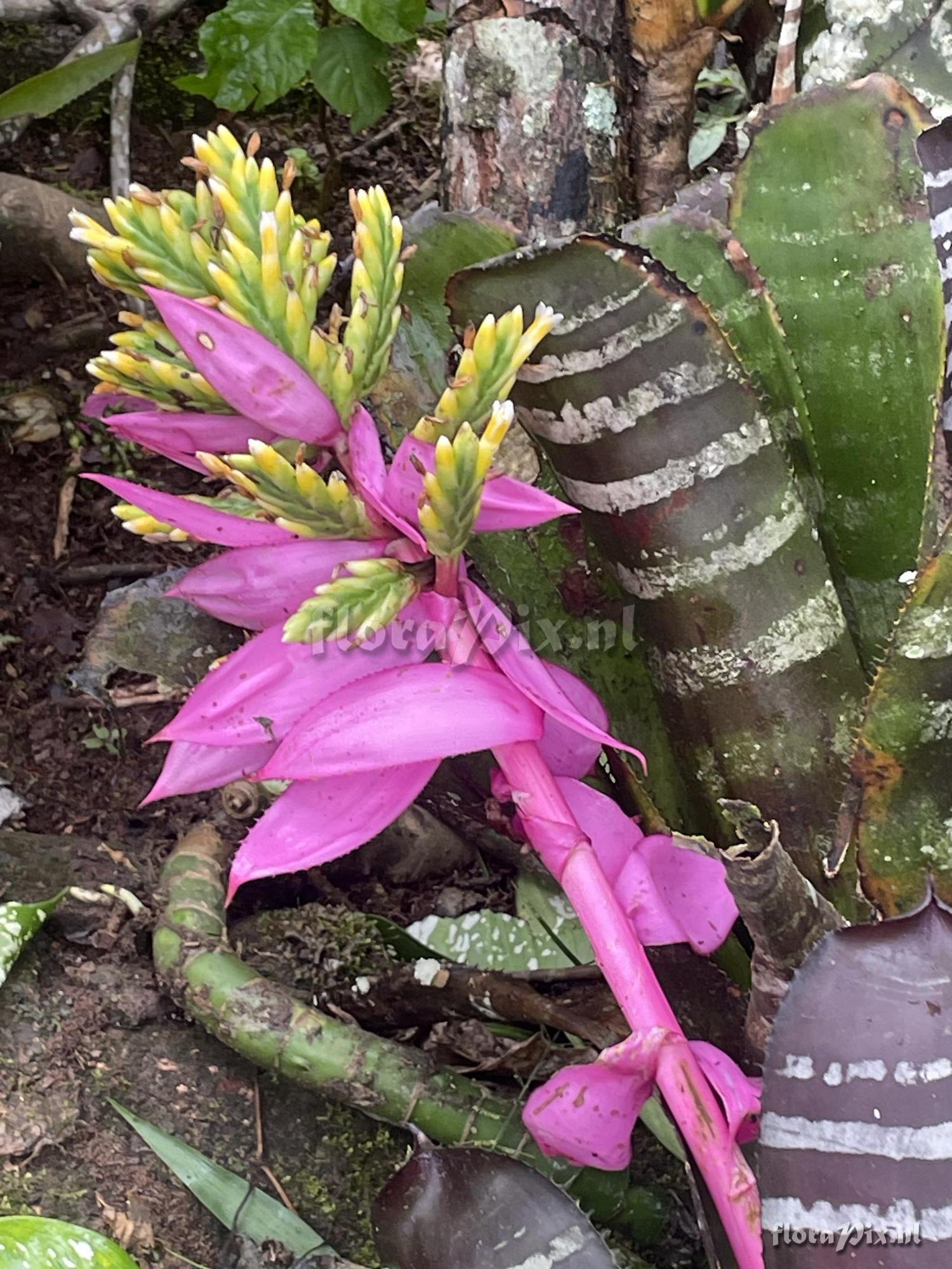 Aechmea chantinii var. fuchsii