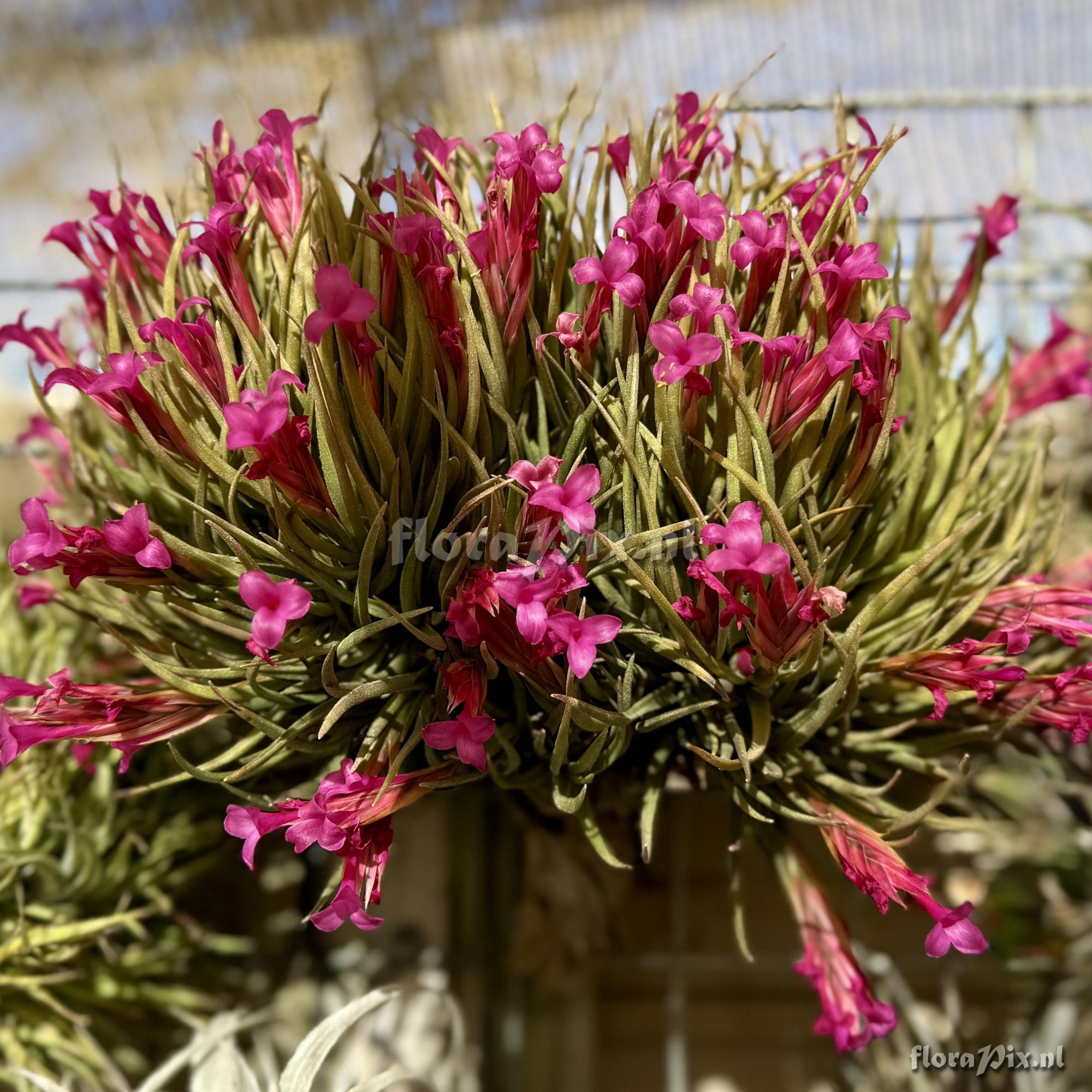 Tillandsia argentina