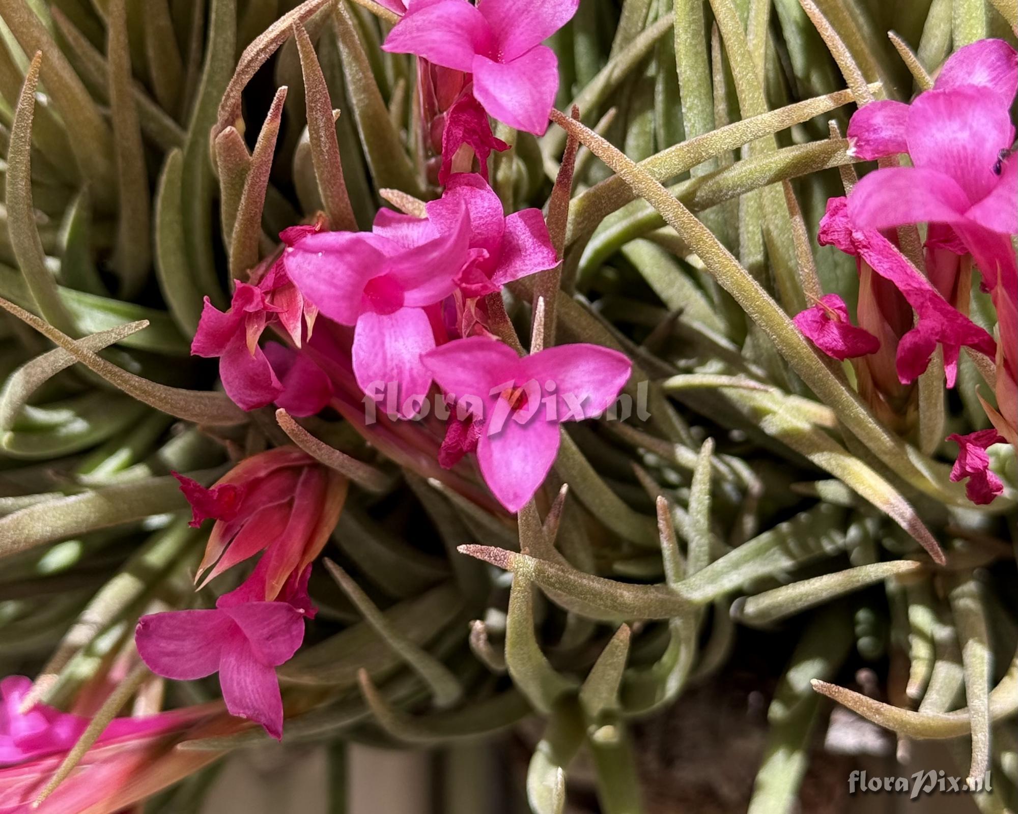 Tillandsia argentina
