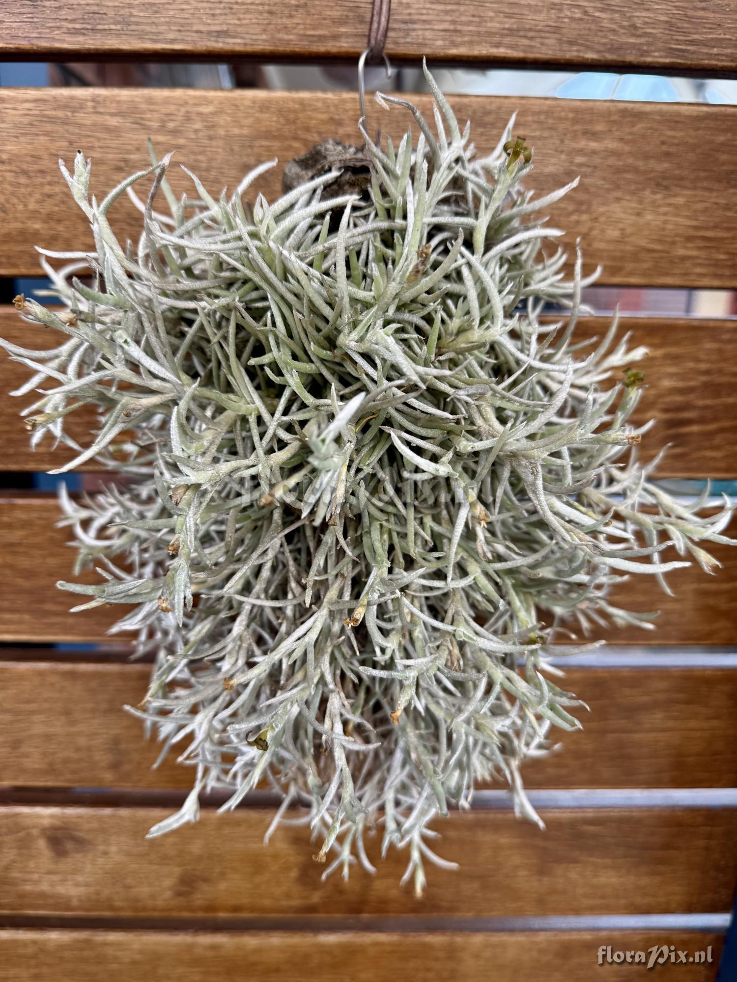 Tillandsia mollis