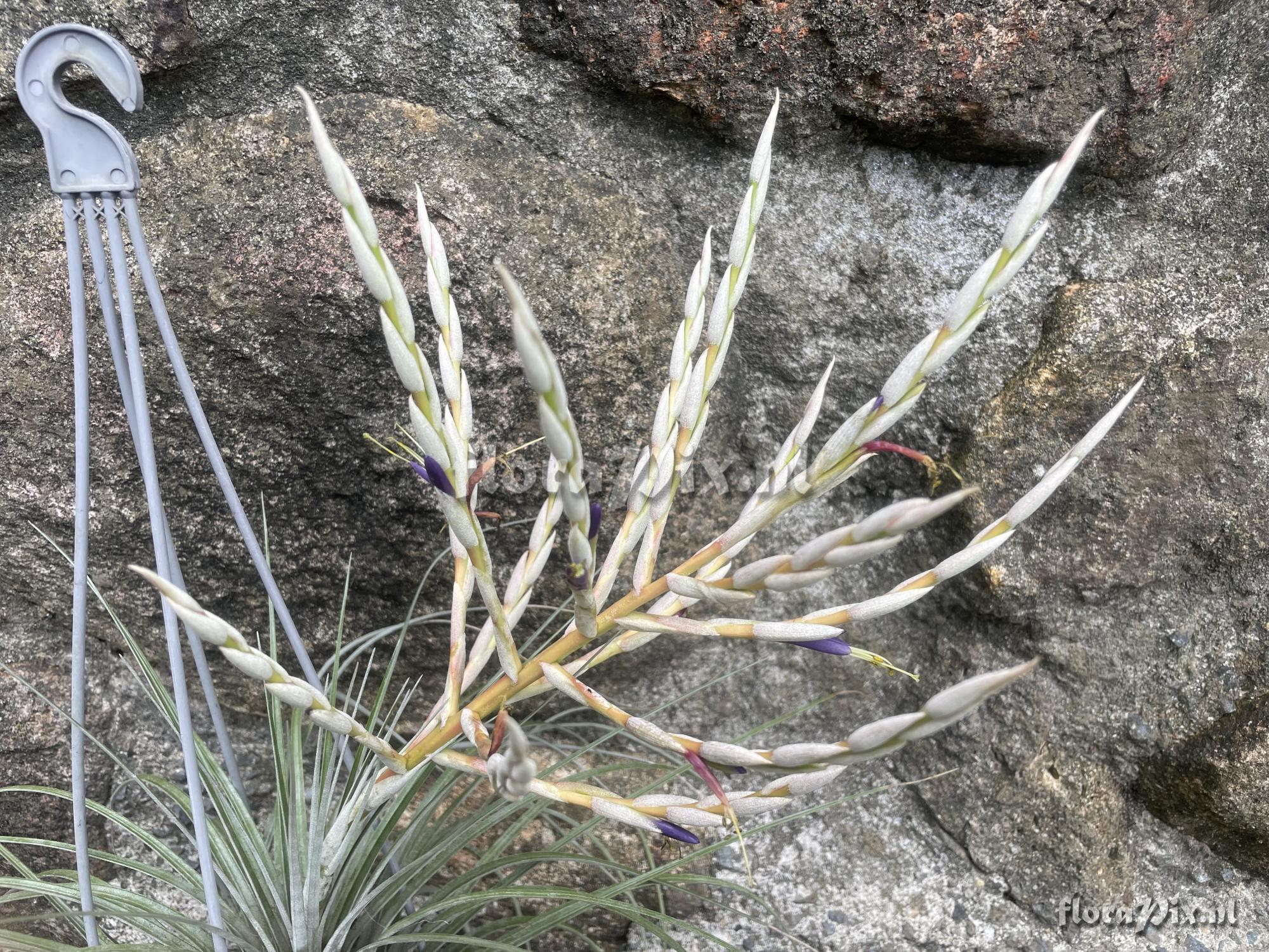 Tillandsia socialis