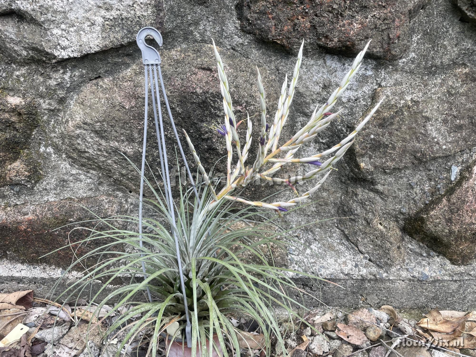 Tillandsia socialis