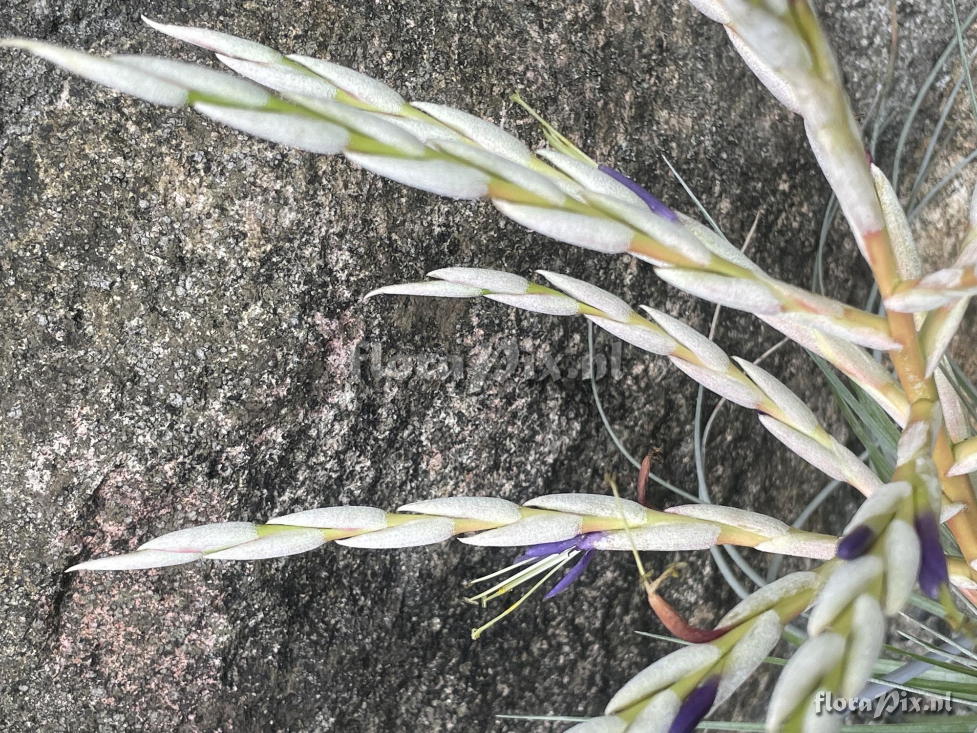 Tillandsia socialis