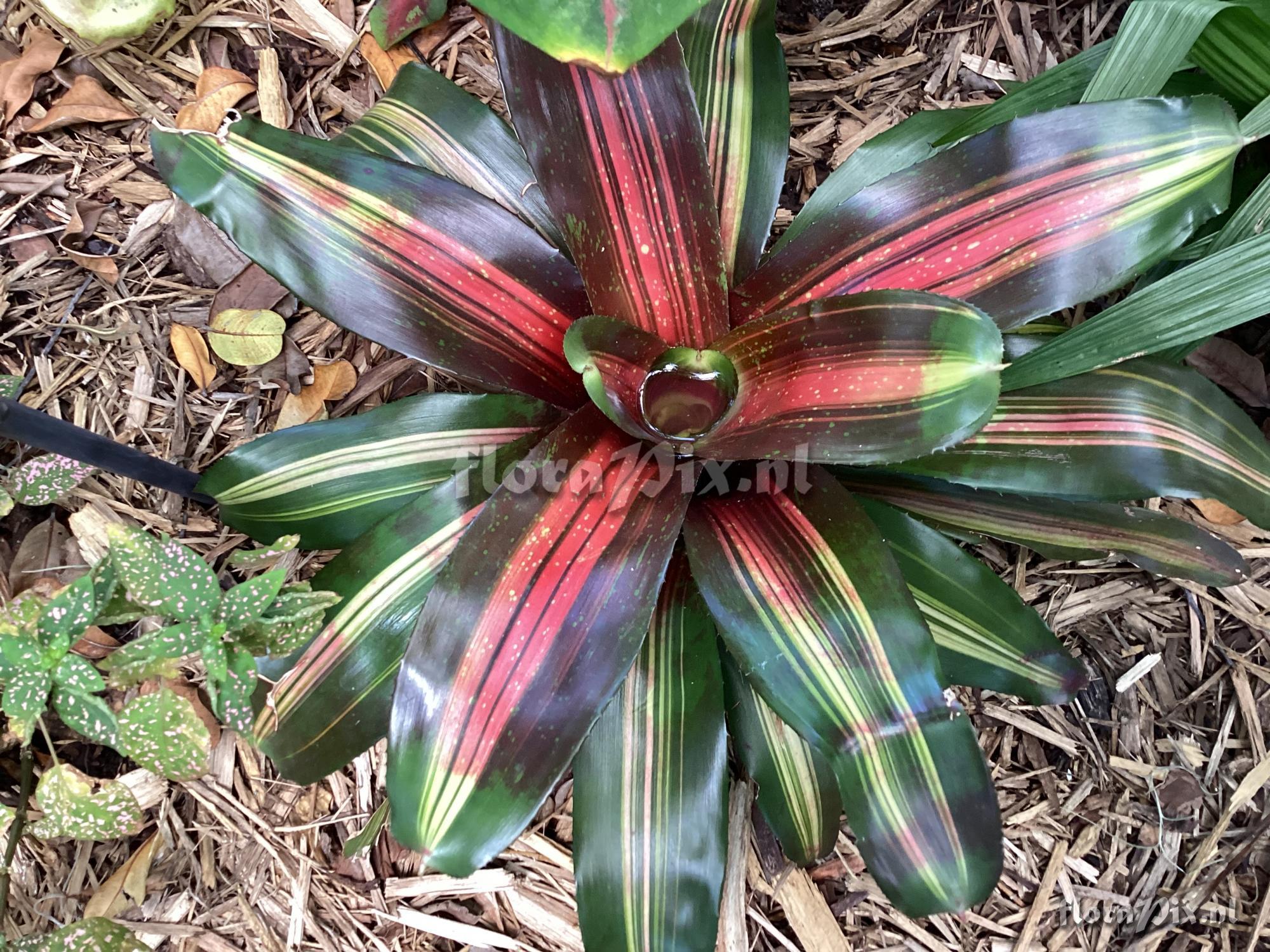 Neoregelia Bromelaid