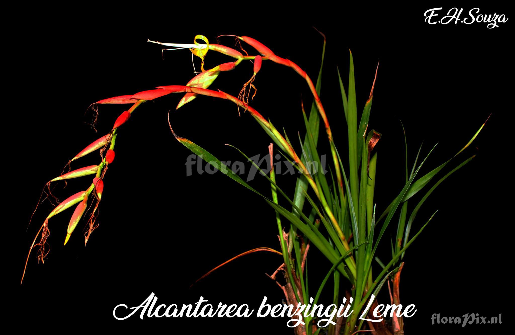 Alcantarea benzingii