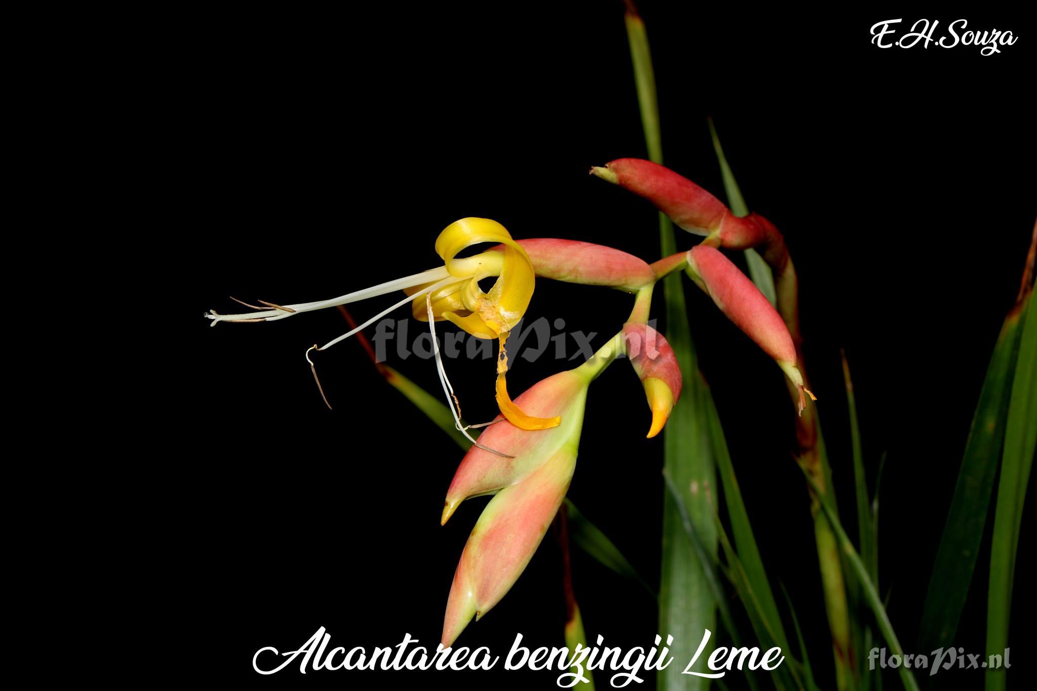 Alcantarea benzingii