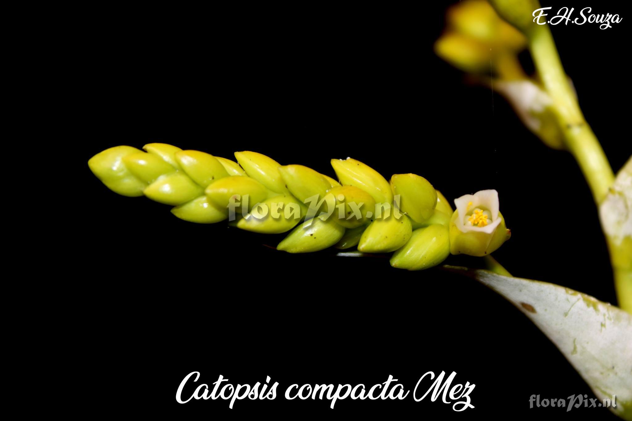 Catopsis compacta