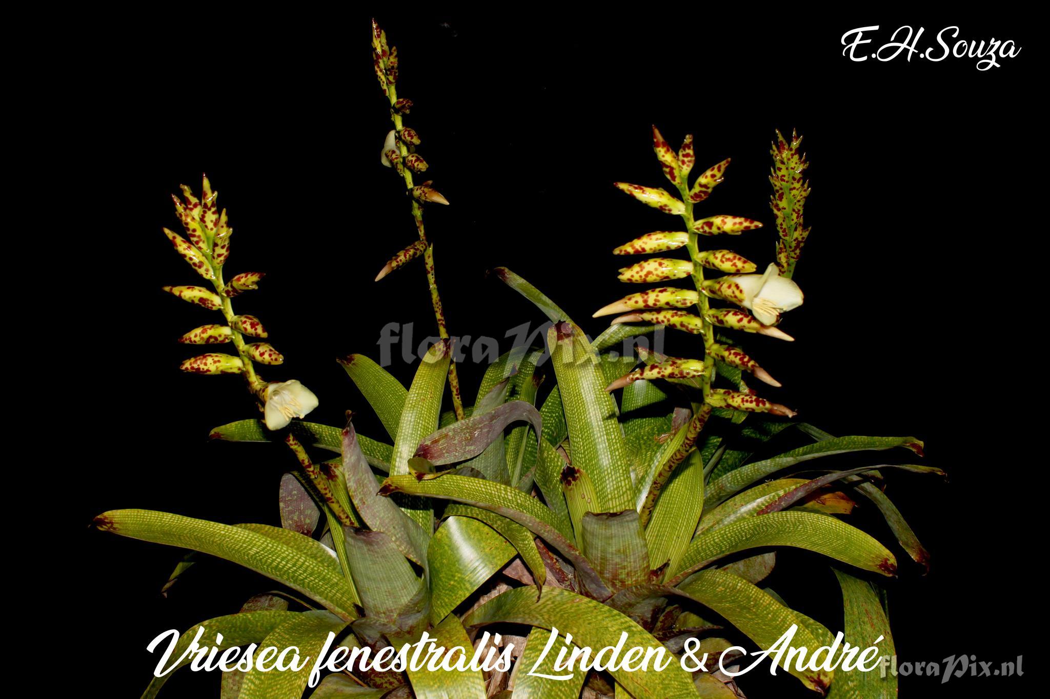 Vriesea fenestralis