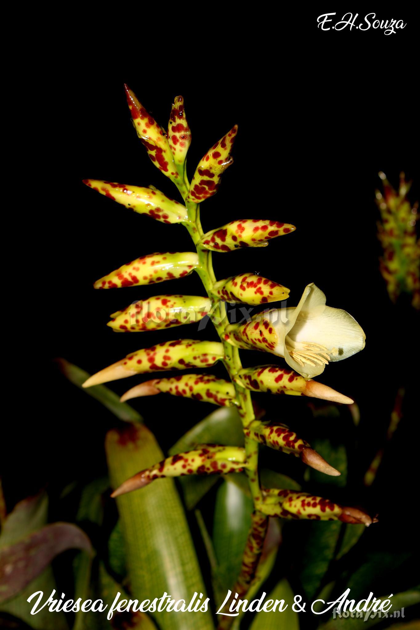 Vriesea fenestralis