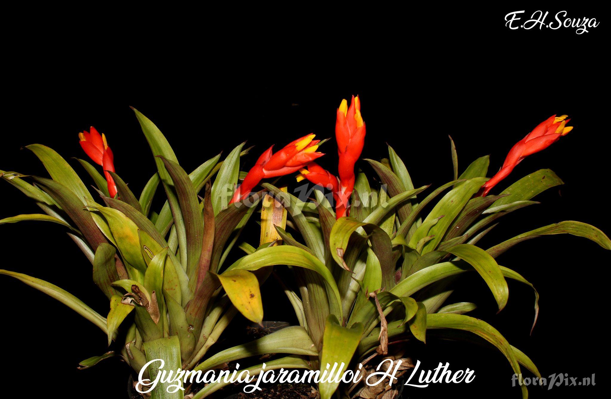Guzmania jaramilloi