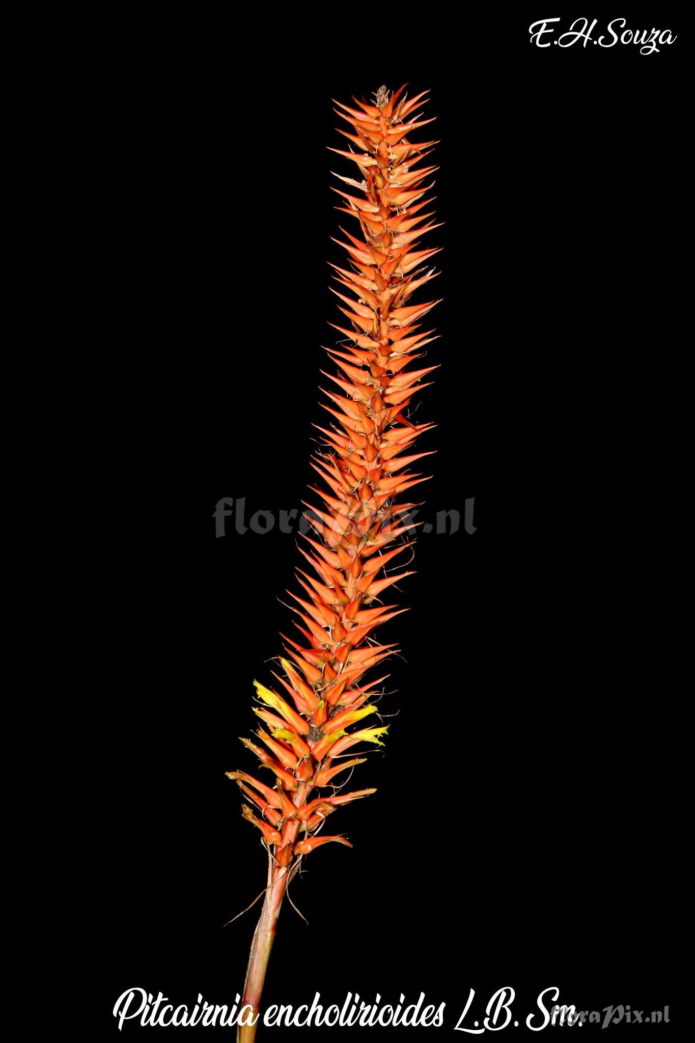 Pitcairnia encholirioides