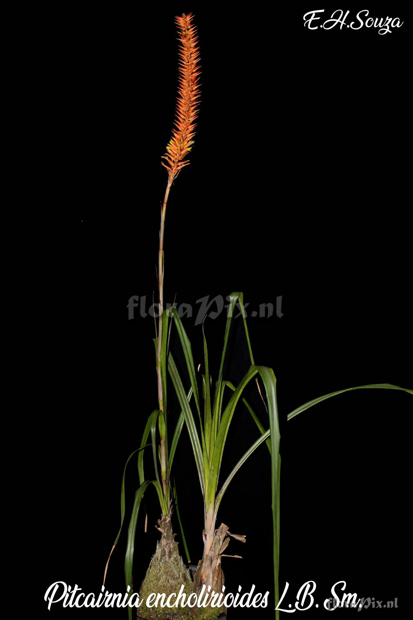 Pitcairnia encholirioides