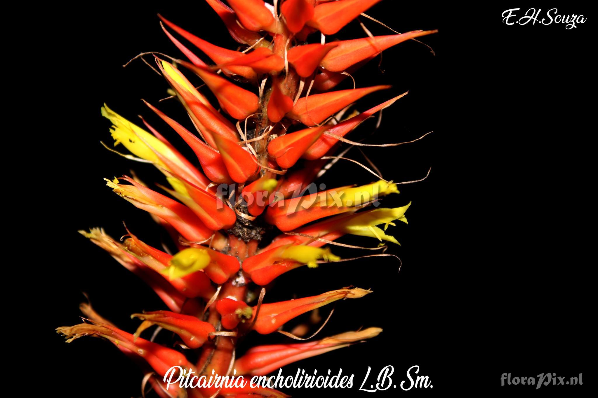 Pitcairnia encholirioides