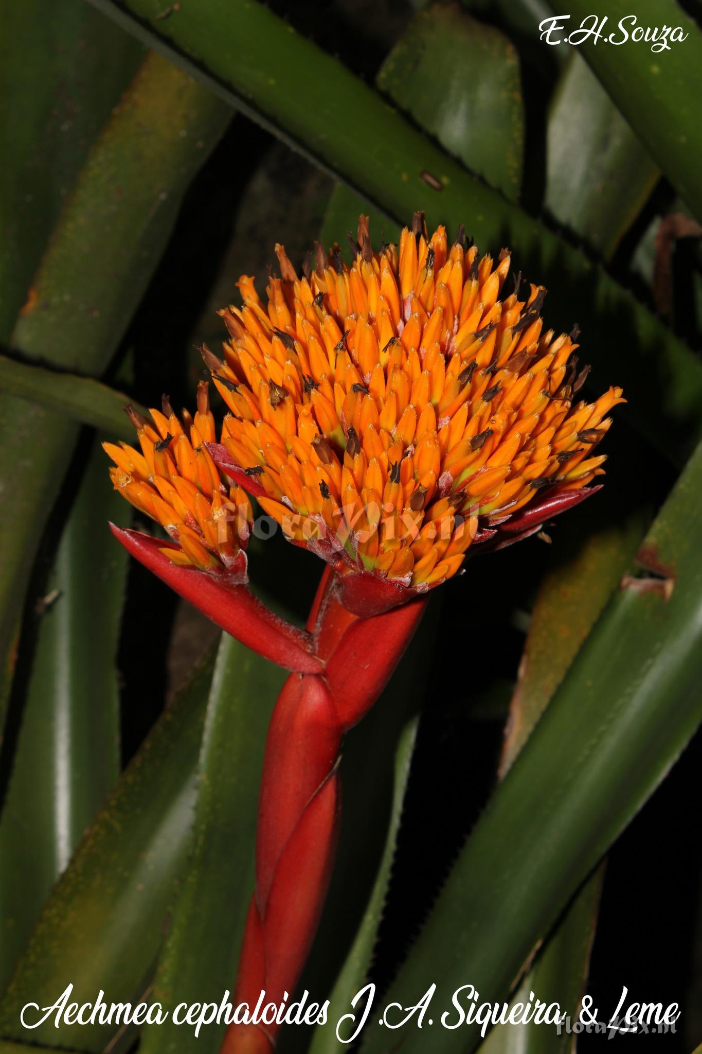 Aechmea cephaloides