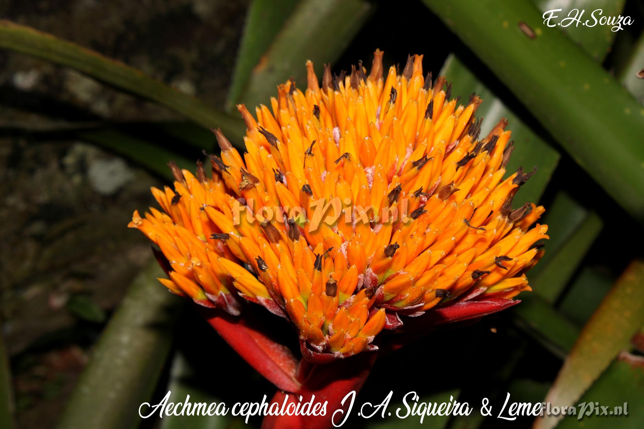 Aechmea cephaloides