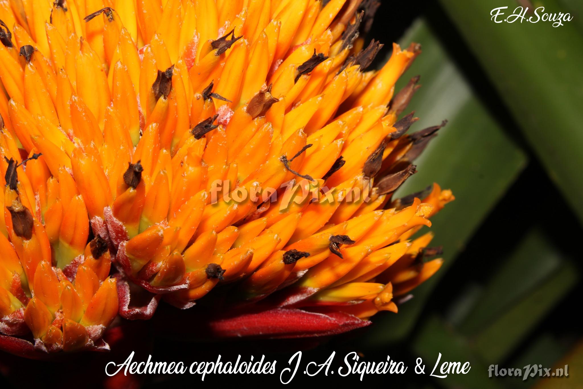 Aechmea cephaloides