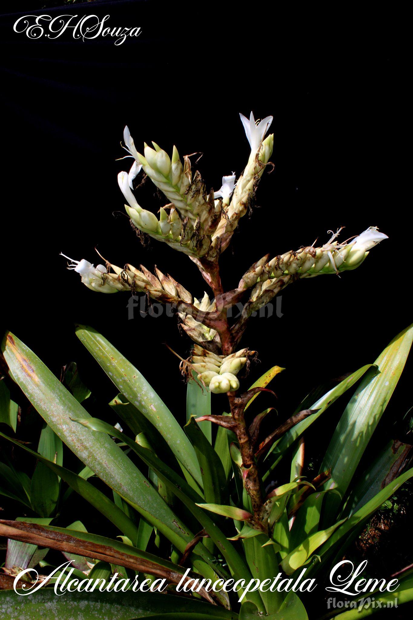 Alcantarea lanceopetala