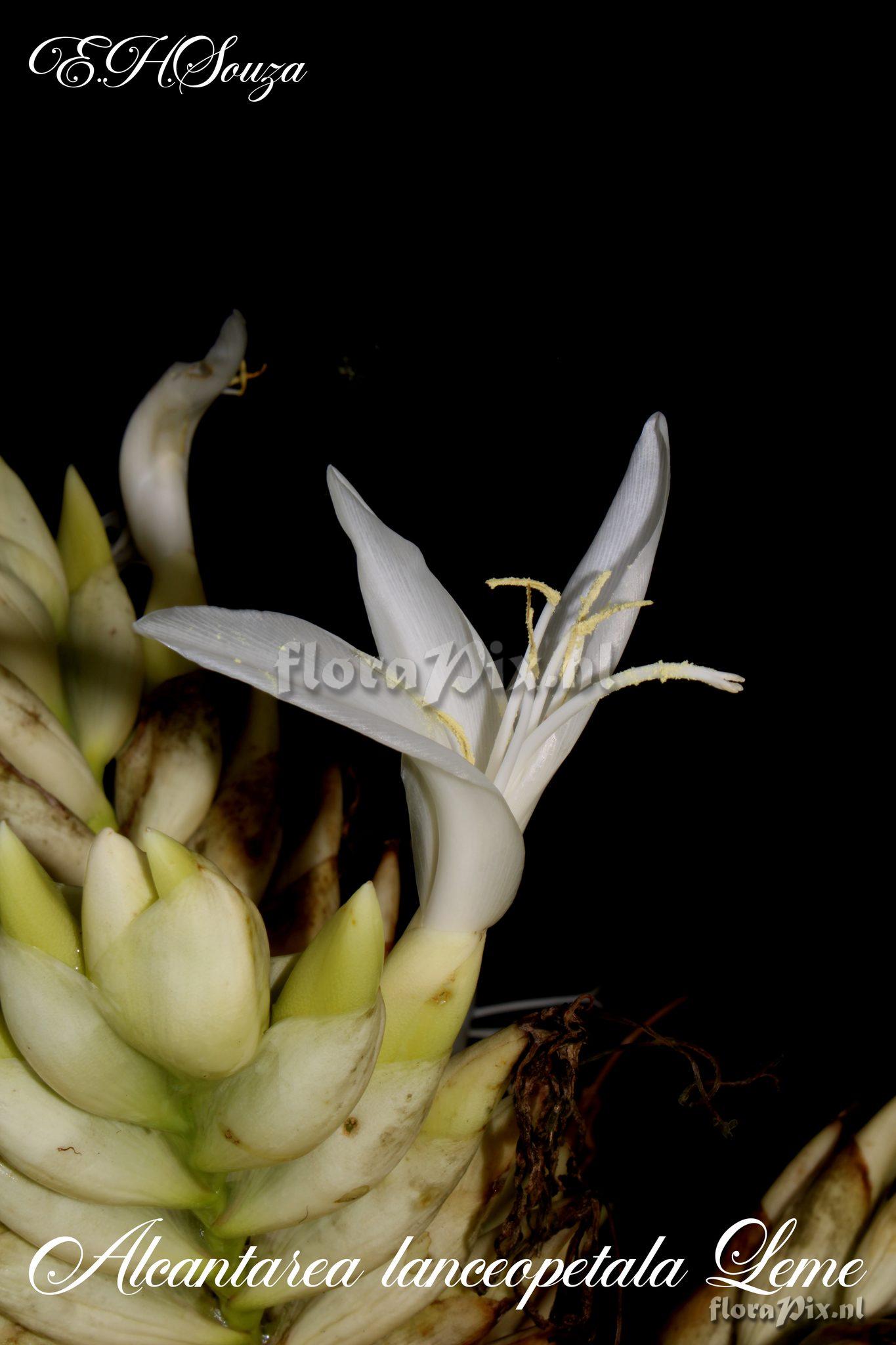 Alcantarea lanceopetala