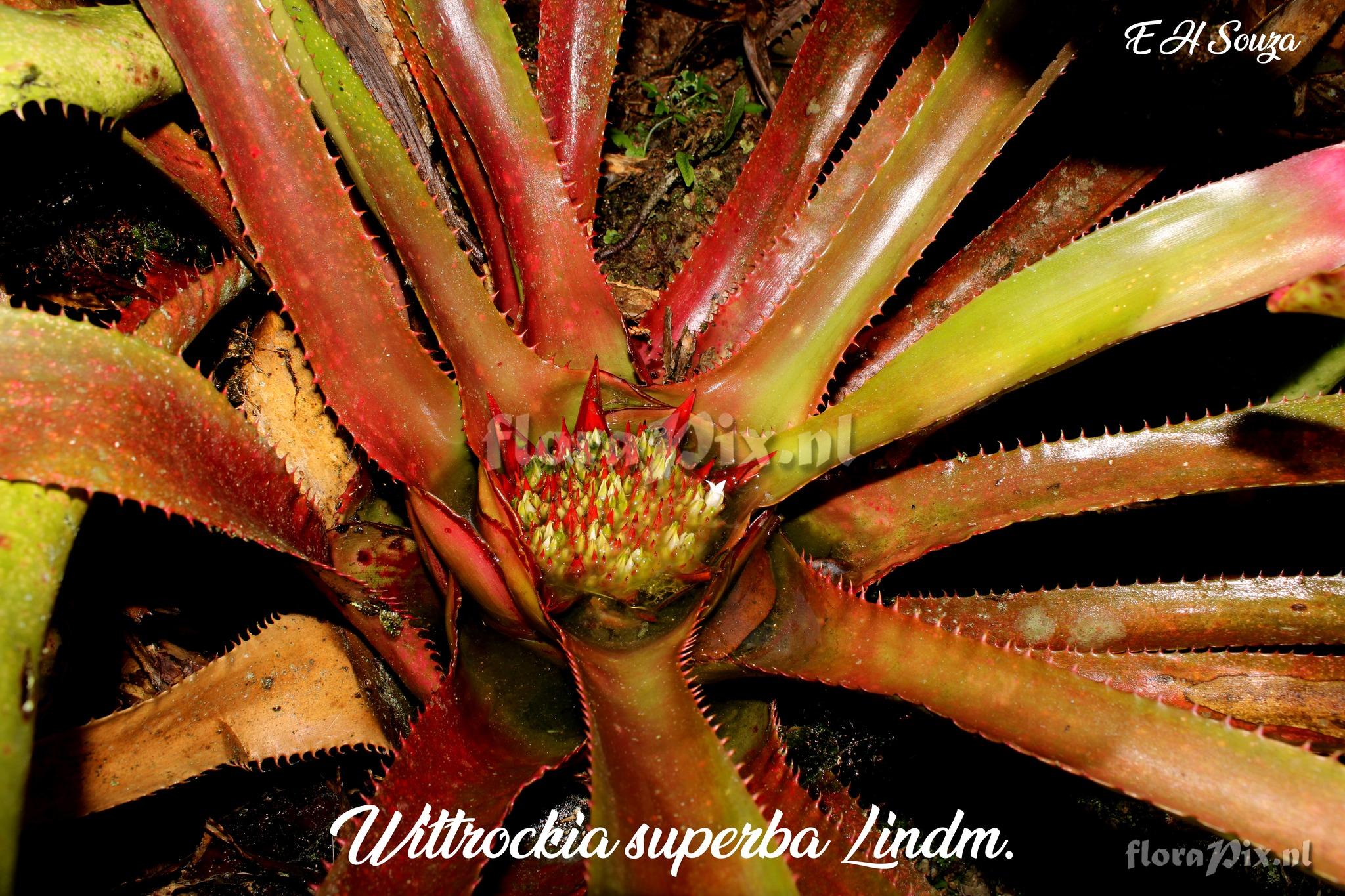 Wittrockia superba