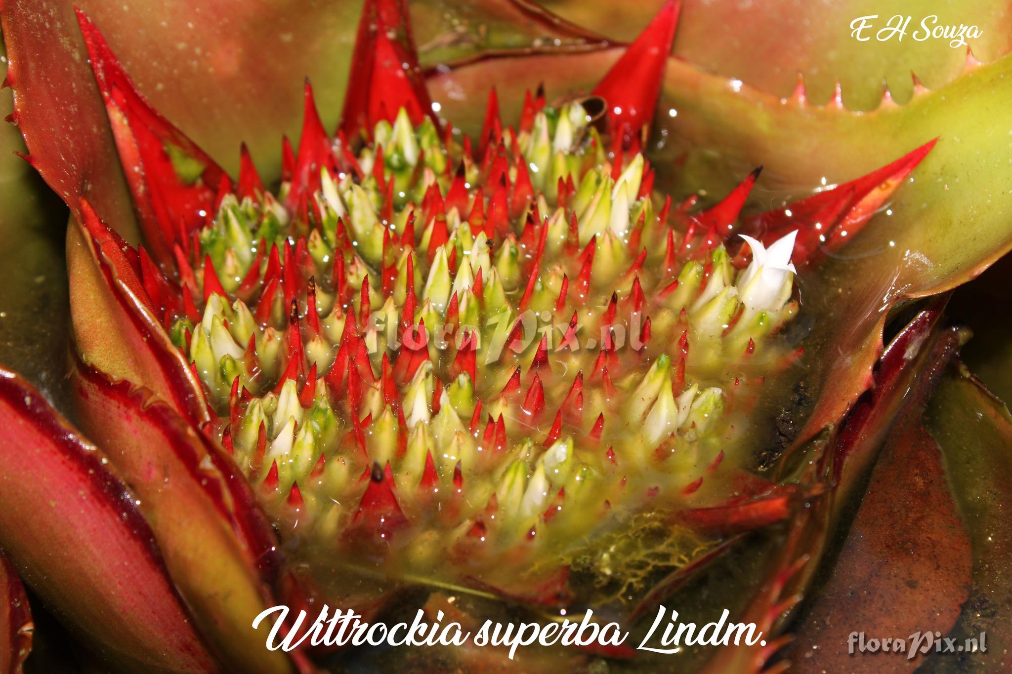 Wittrockia superba