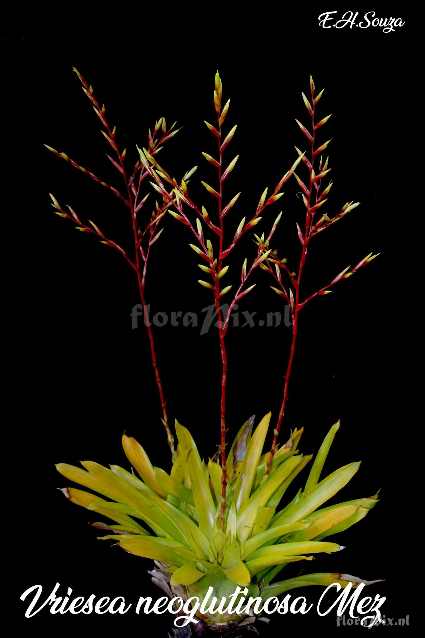 Vriesea neoglutinosa