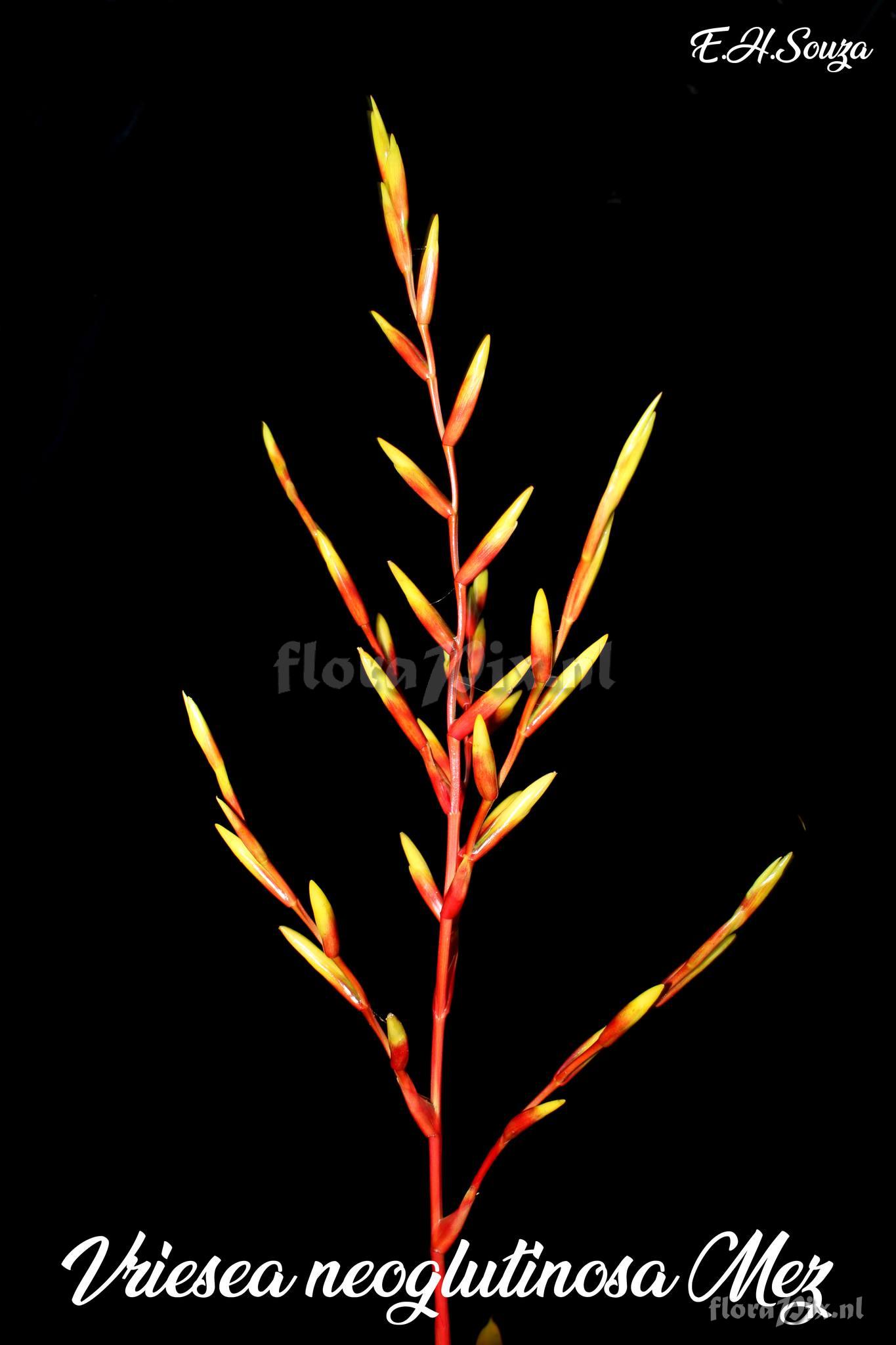 Vriesea neoglutinosa