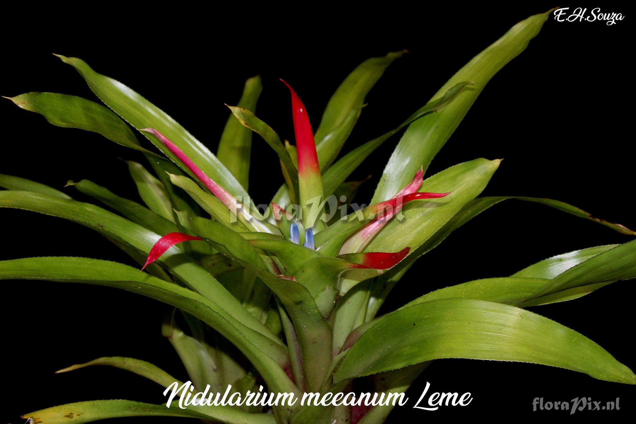 Nidularium meeanum
